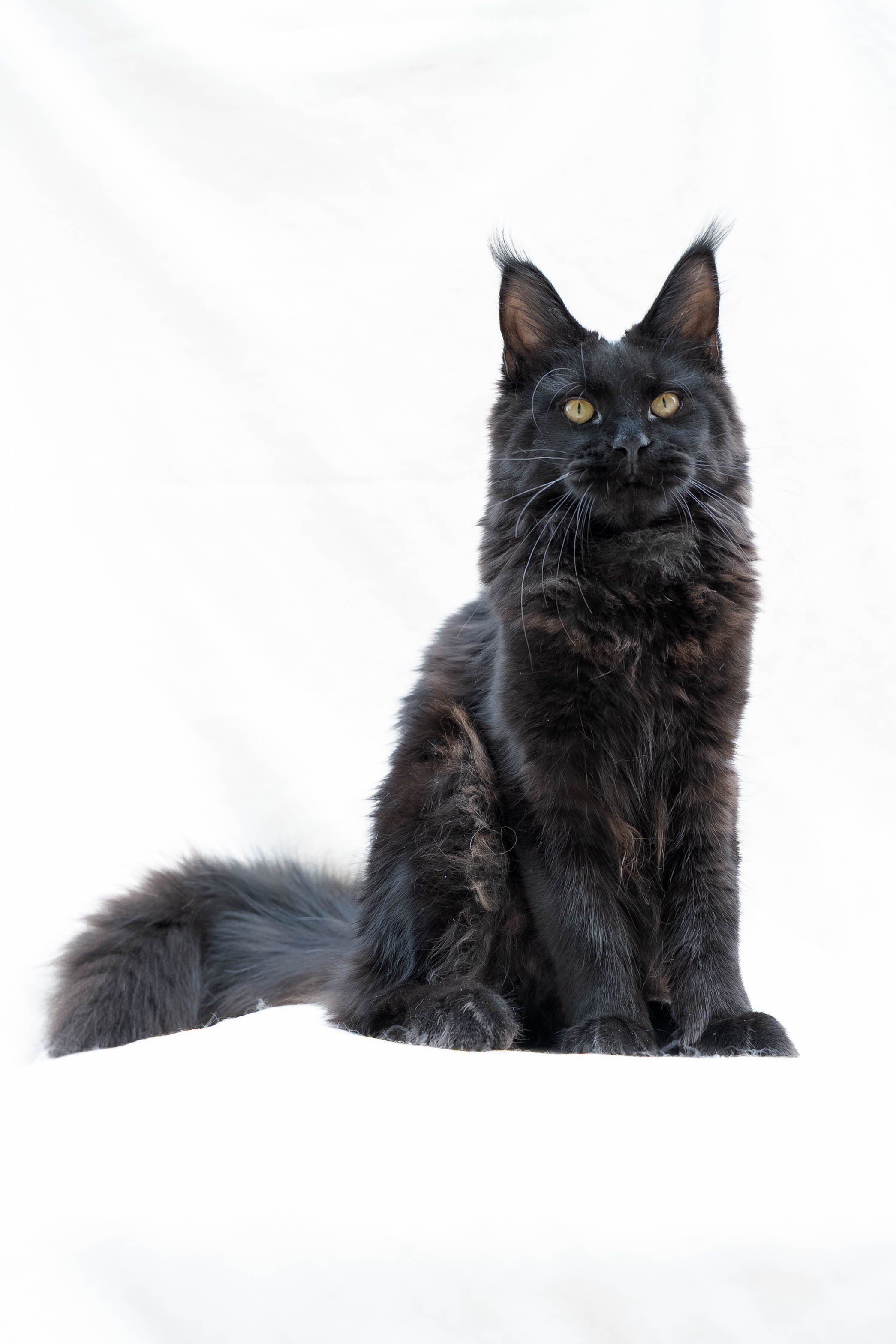 Senator Jetta. Senator Cat — Maine Coon cattery