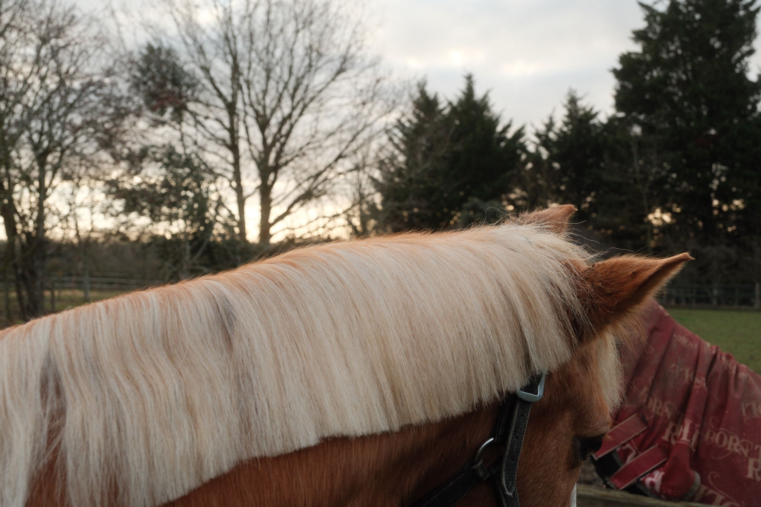 Portrait photography with Fudge the horse. Cal Takes Photos