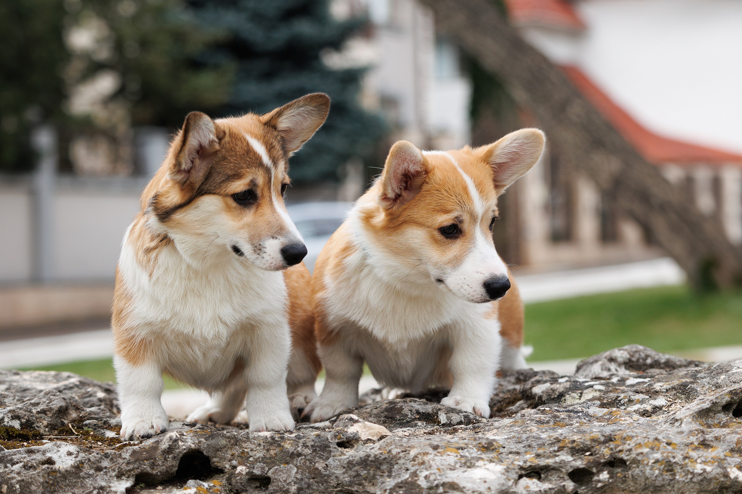 Welsh Corgi puppies. Семейный фотограф в Кишинёве Пулькина Ольга