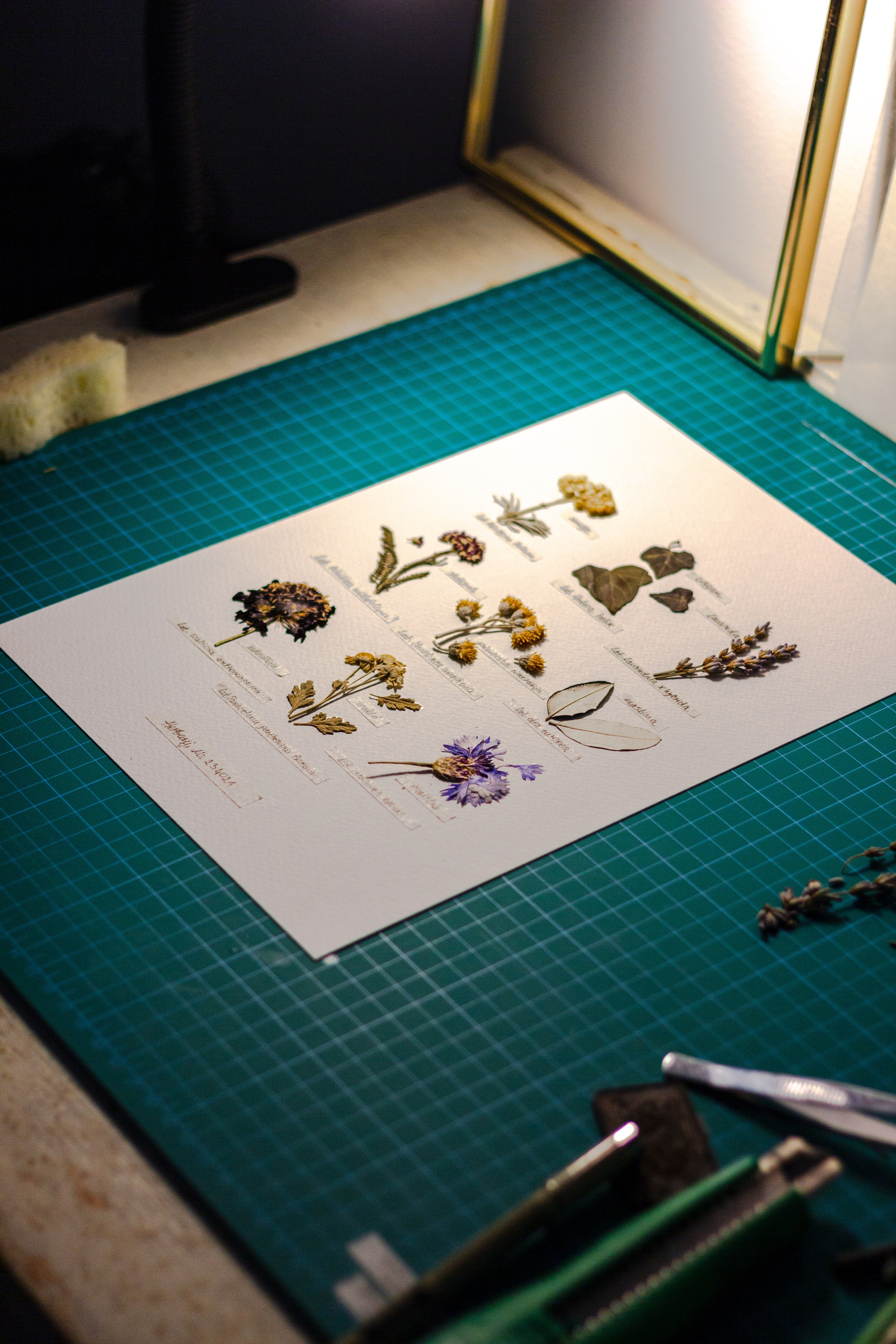 Portfolio. Herbarij studio