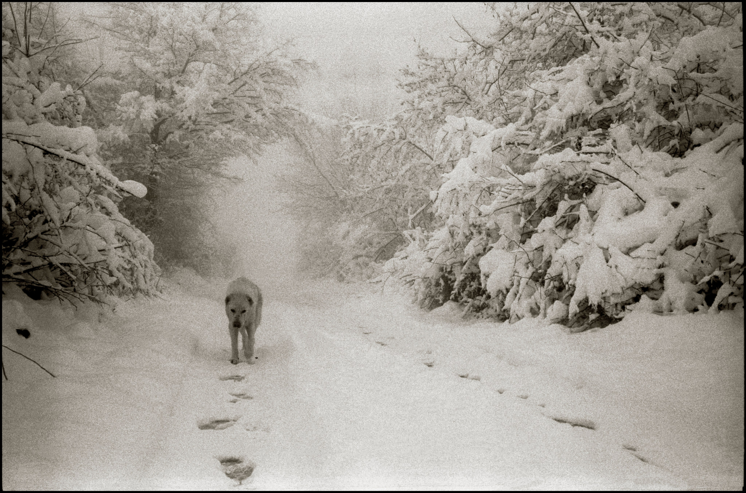 A friend is near.  Kish, 2024