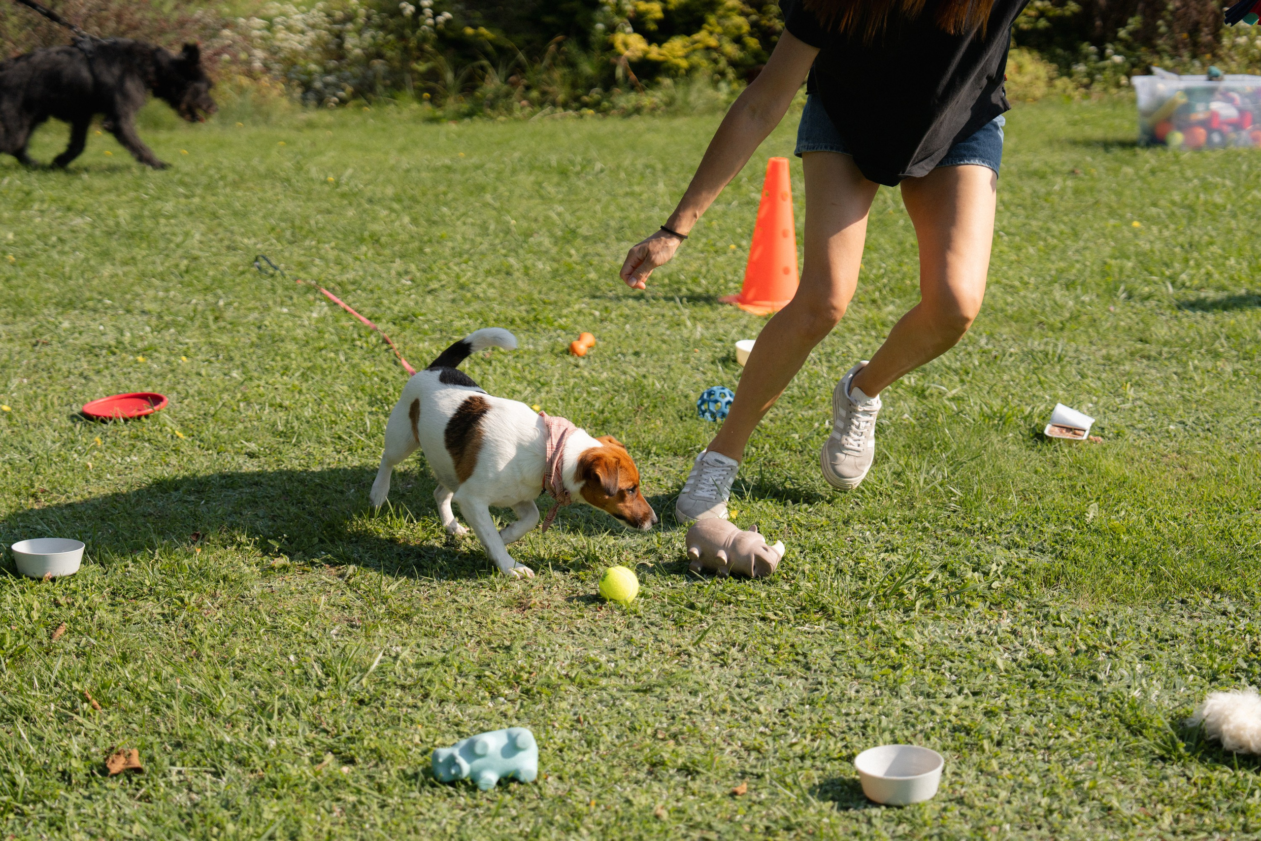 Heppi Dogo fest 2025. Vita Klimaševska ○ Fluffy Soulmate Photography