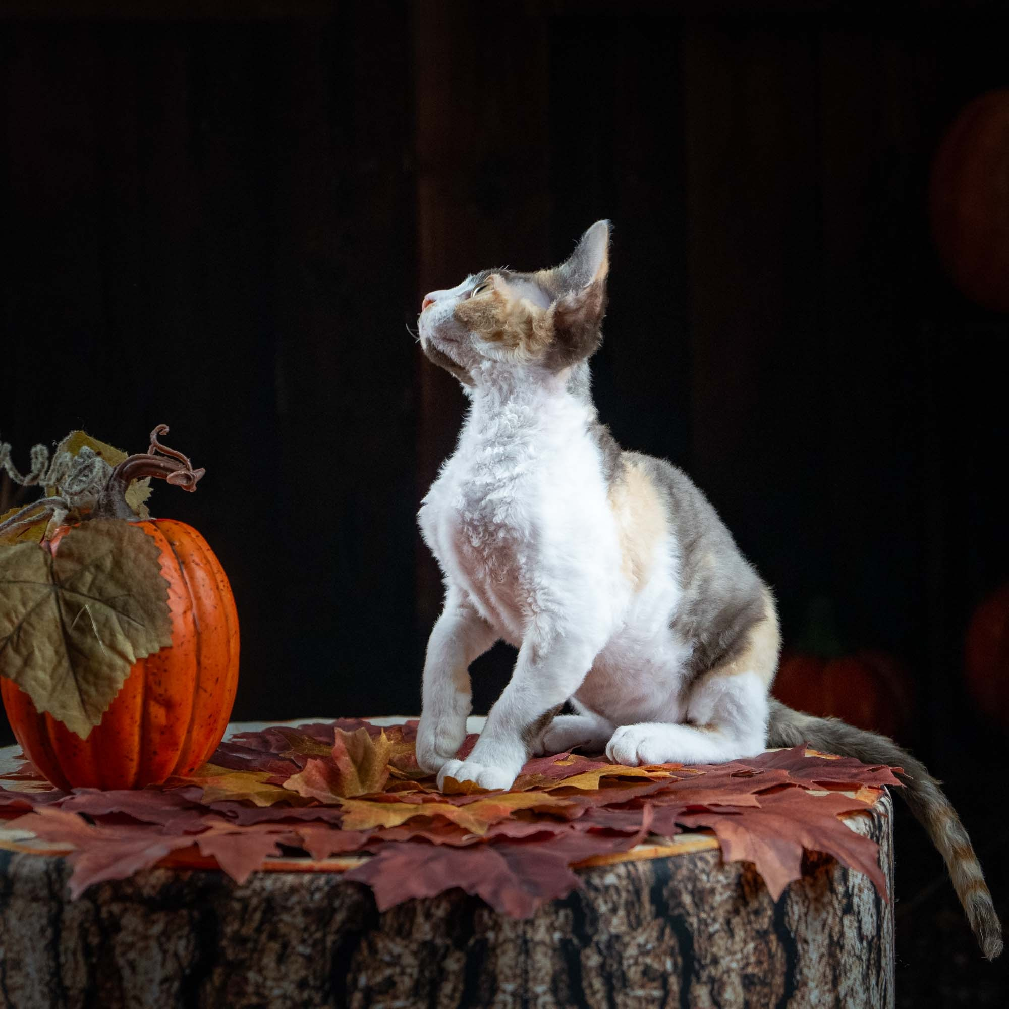 Dixie, girl, born on 06.06.24 SOLD. Devon Rex Pixie Cattery