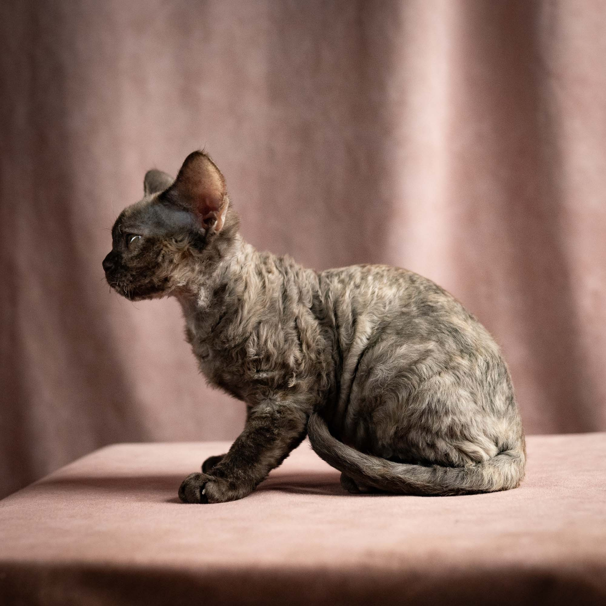 Olivia, girl, born 02.08.26. Devon Rex Pixie Cattery
