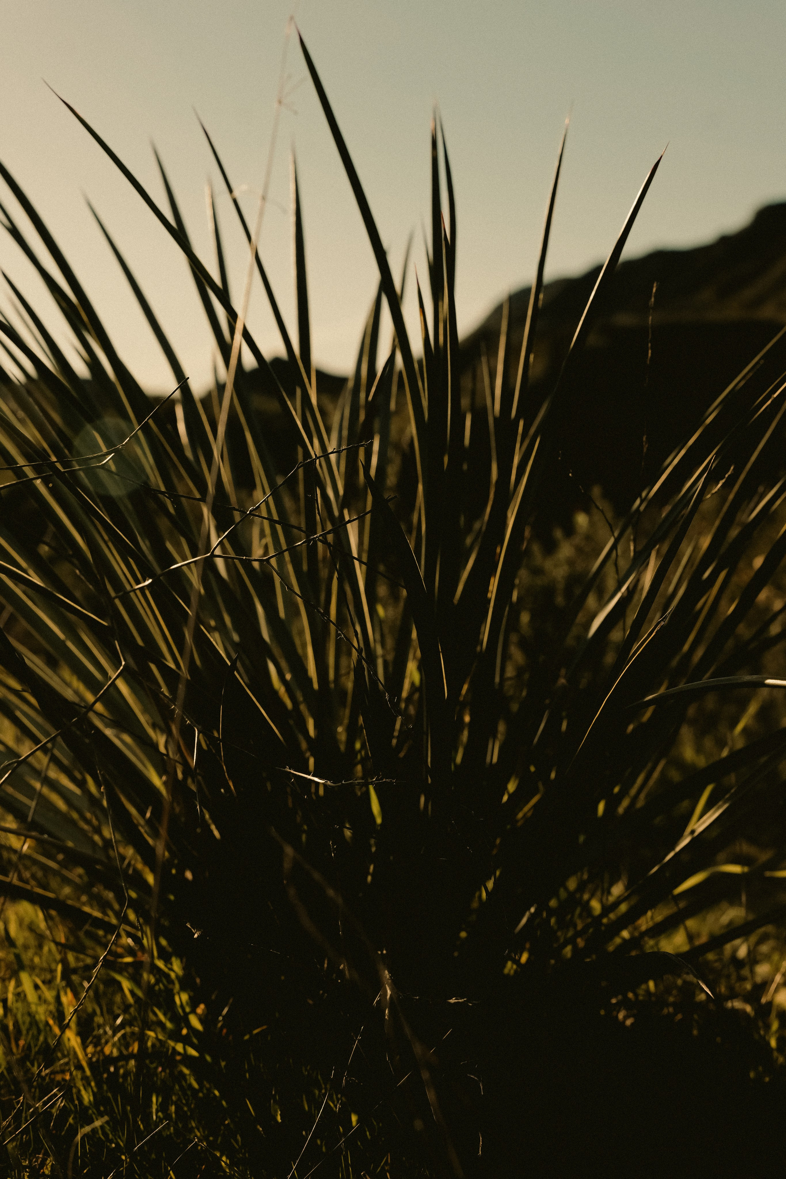 In the rays of the sun (CA). Photographer New York / Los Angeles