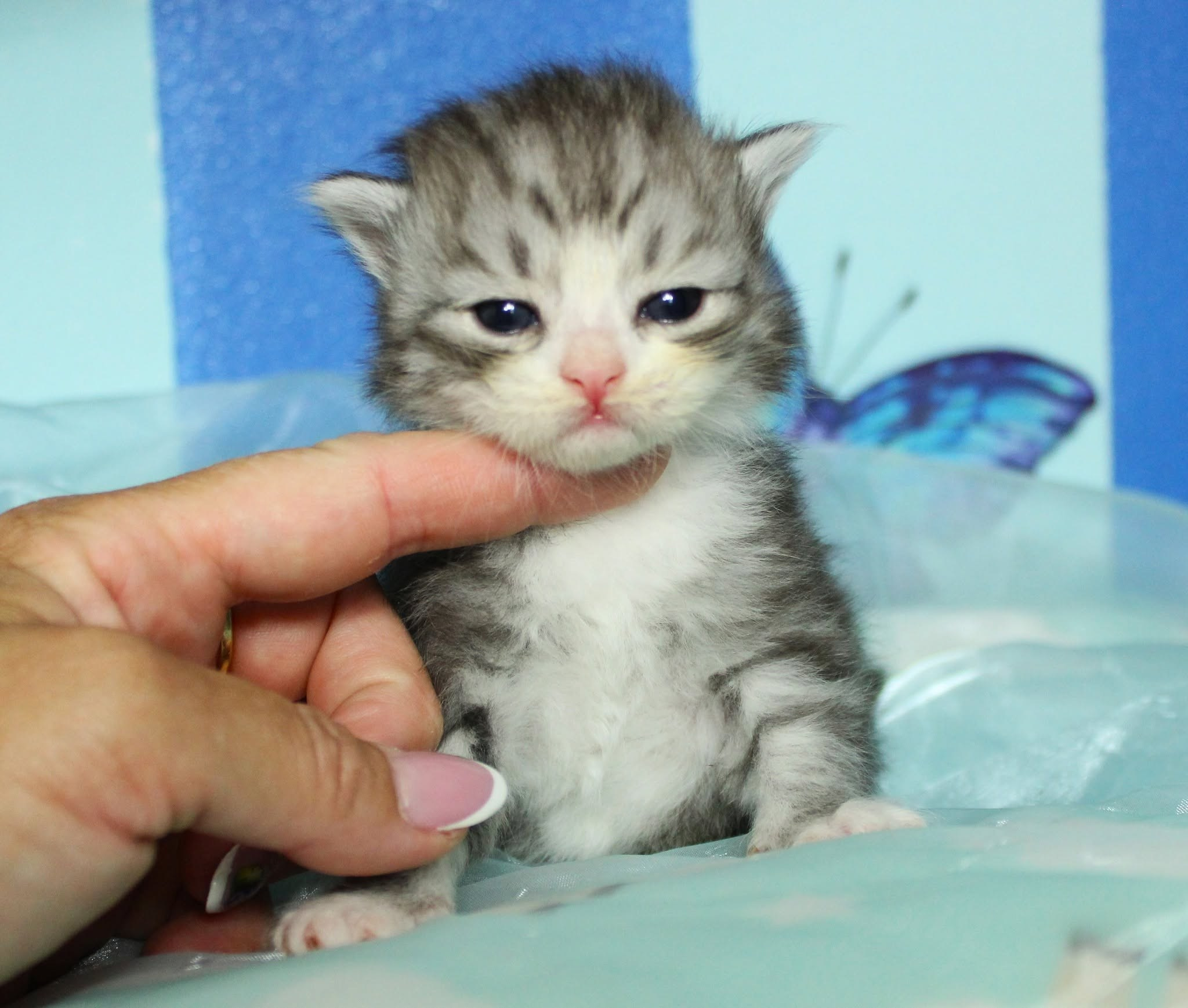 Katzen | Females. SIBERIALIS: Katzenzucht von Sibirischen und Neva Masquarade Katzen