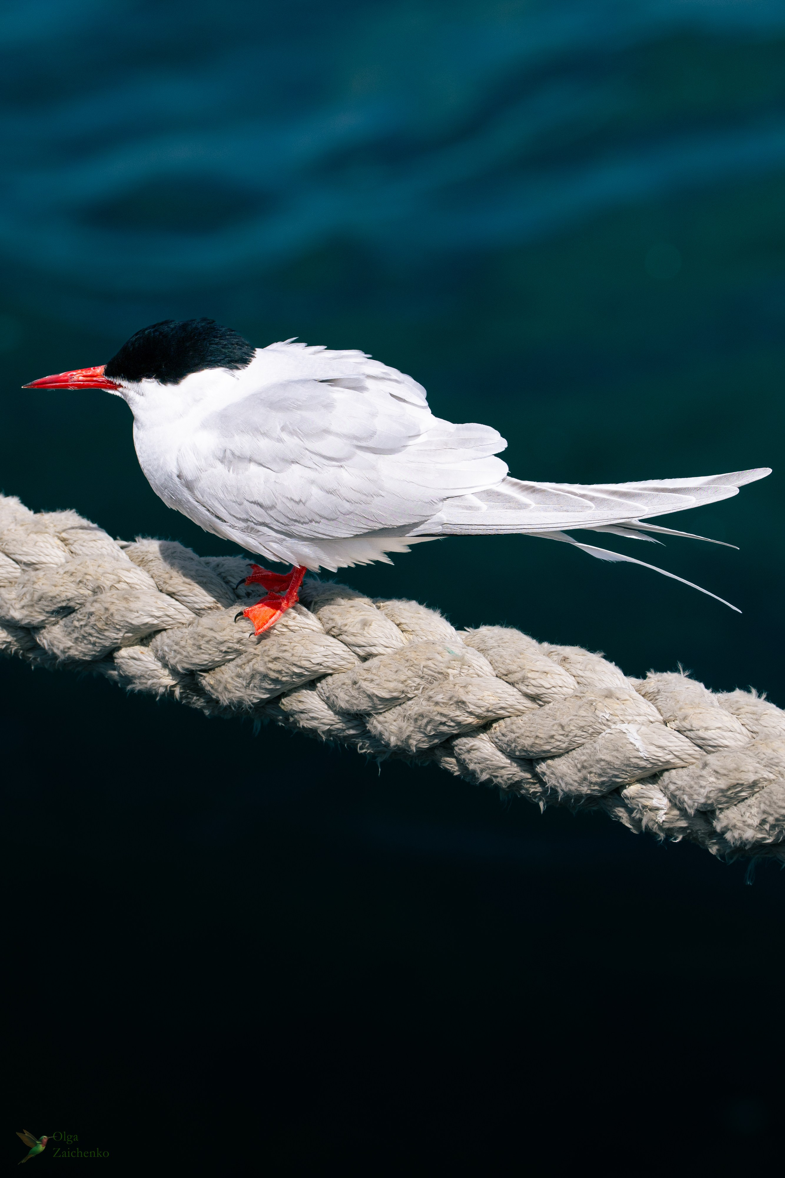 Полярная крачка