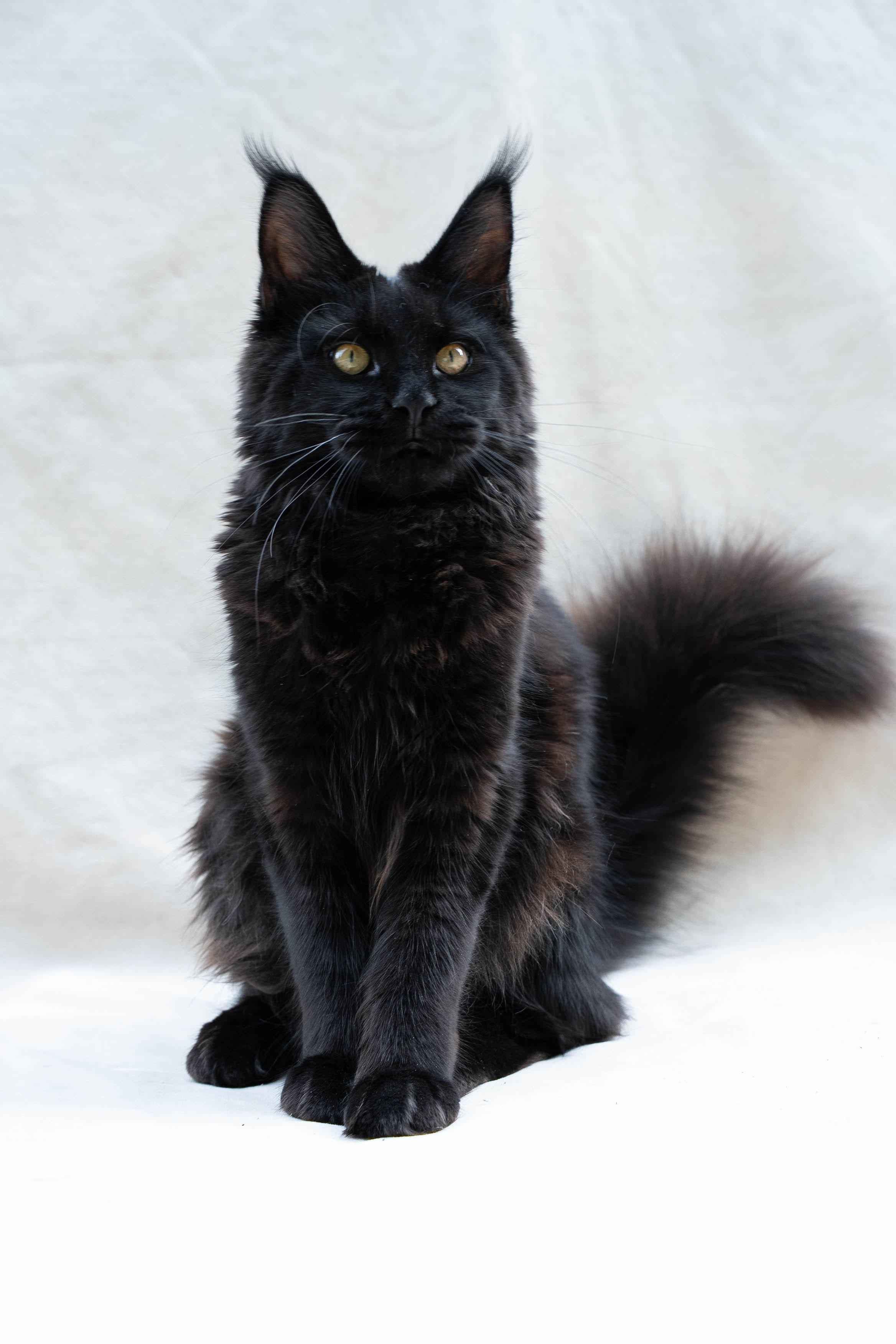 Senator Jetta. Senator Cat — Maine Coon cattery