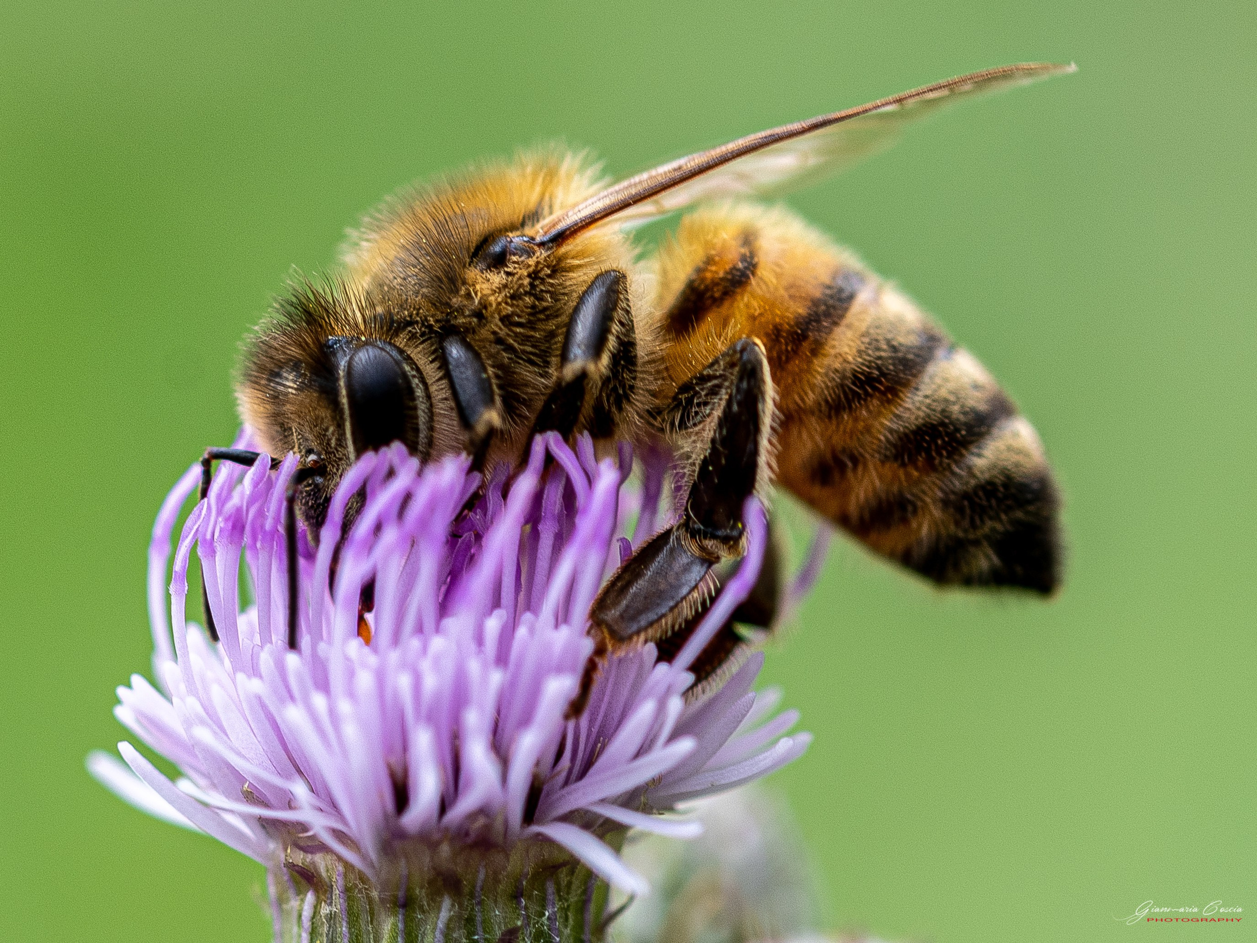 “Gianmaria Coscia fotografo per passione”