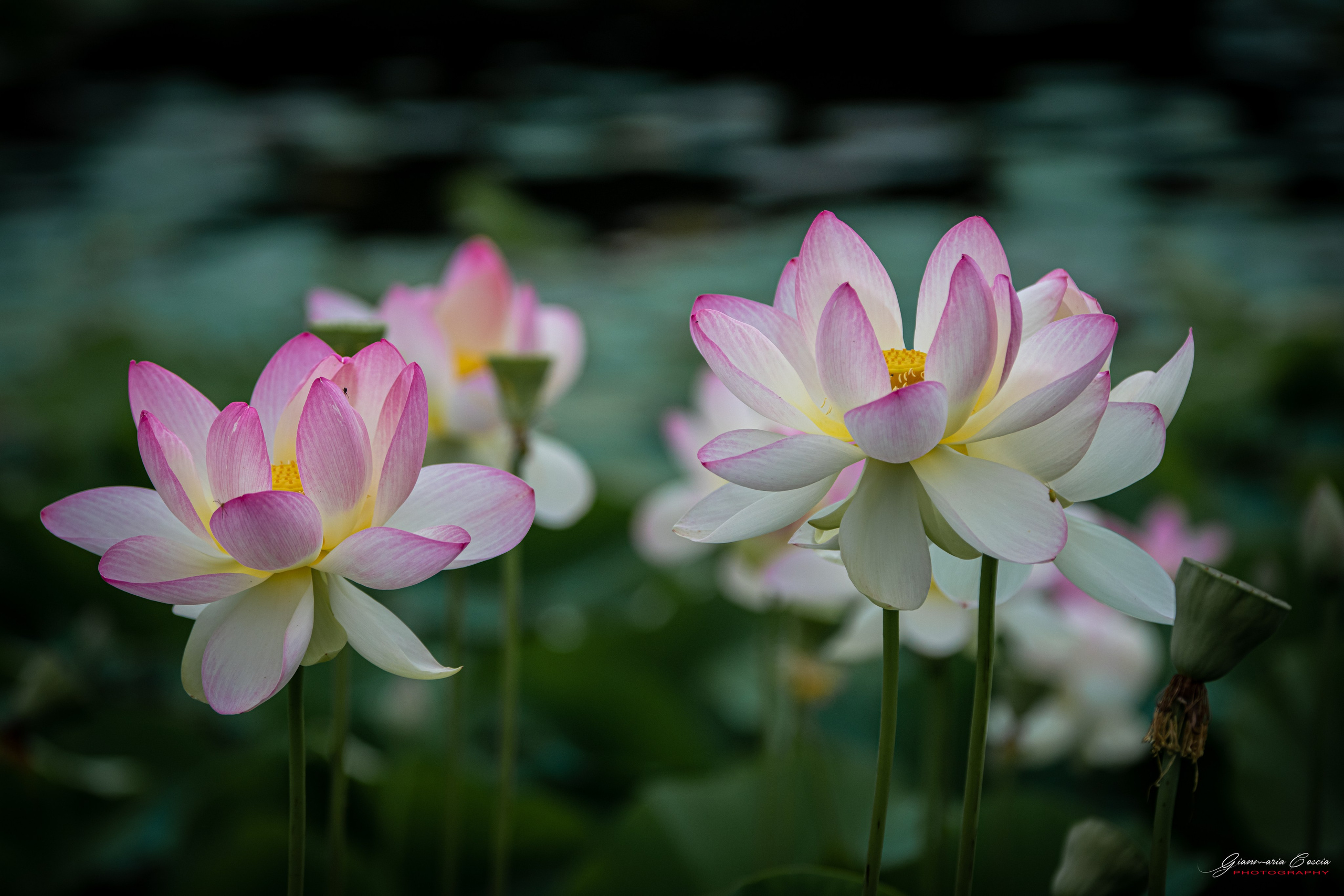 Fiori. “Gianmaria Coscia fotografo per passione”