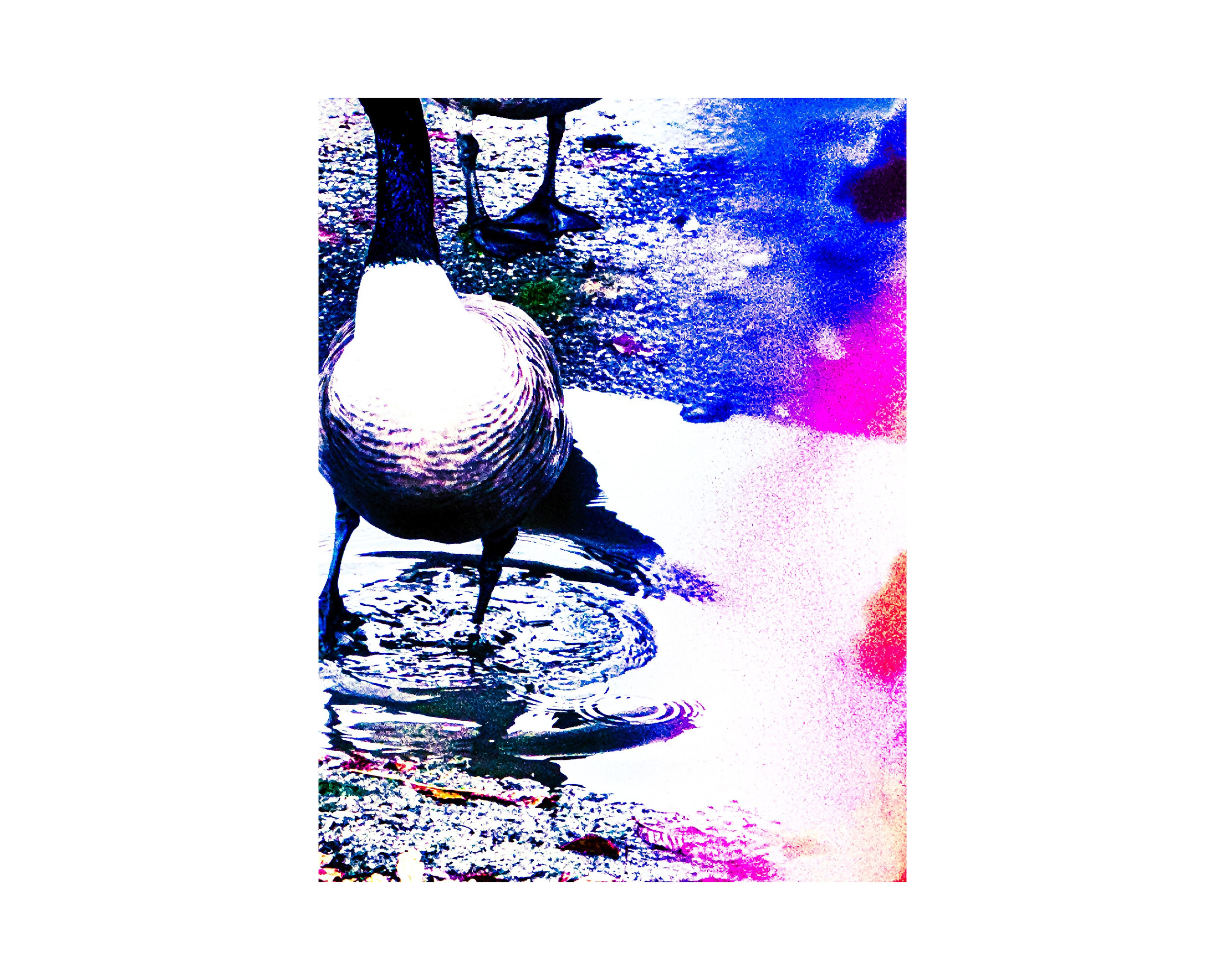 Nature from Exaggerated Worlds. Ekaterina Tsurkina-Appina Photography Canada