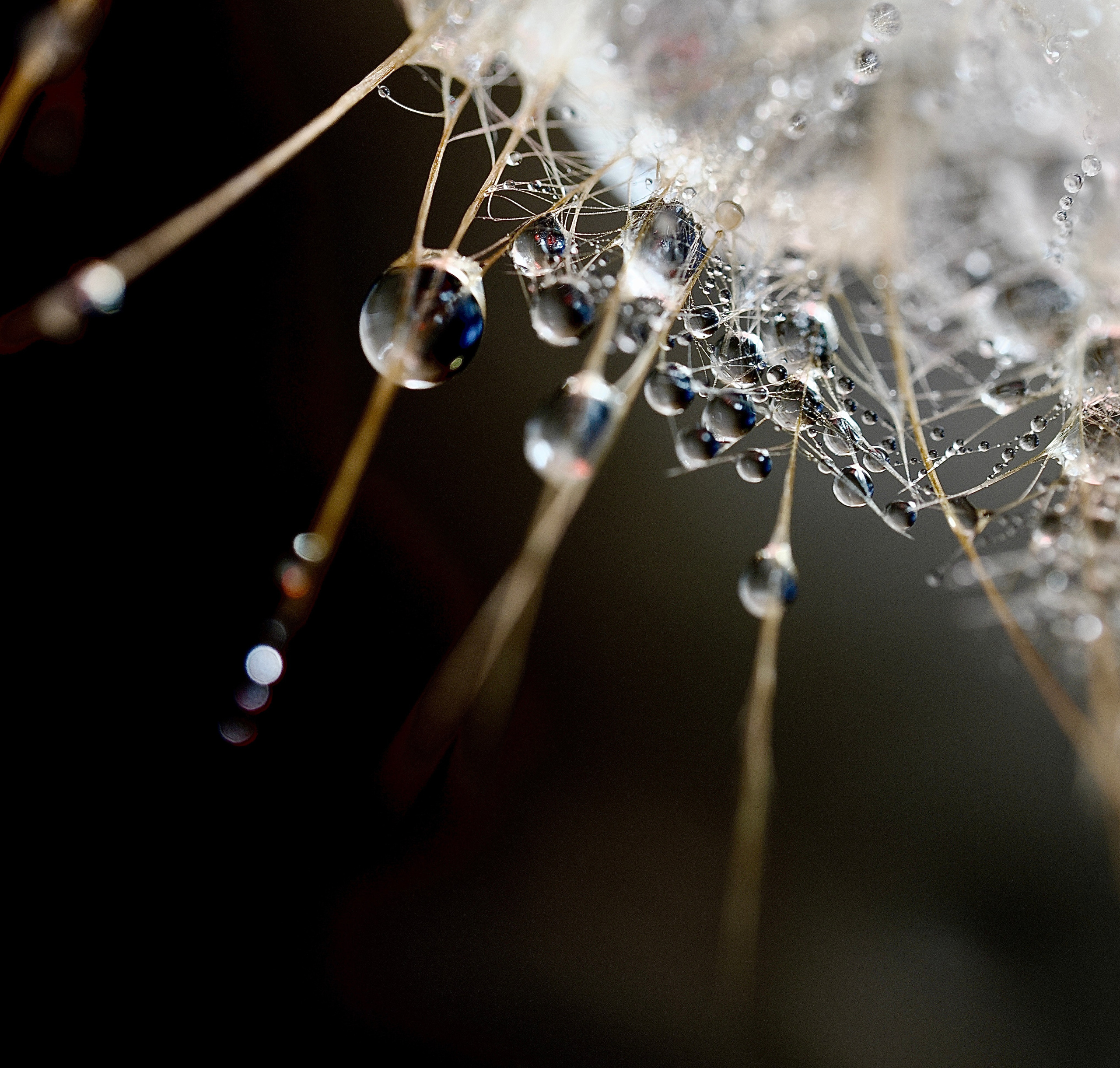 Portfolio. Bev bingham macro photographic artist
