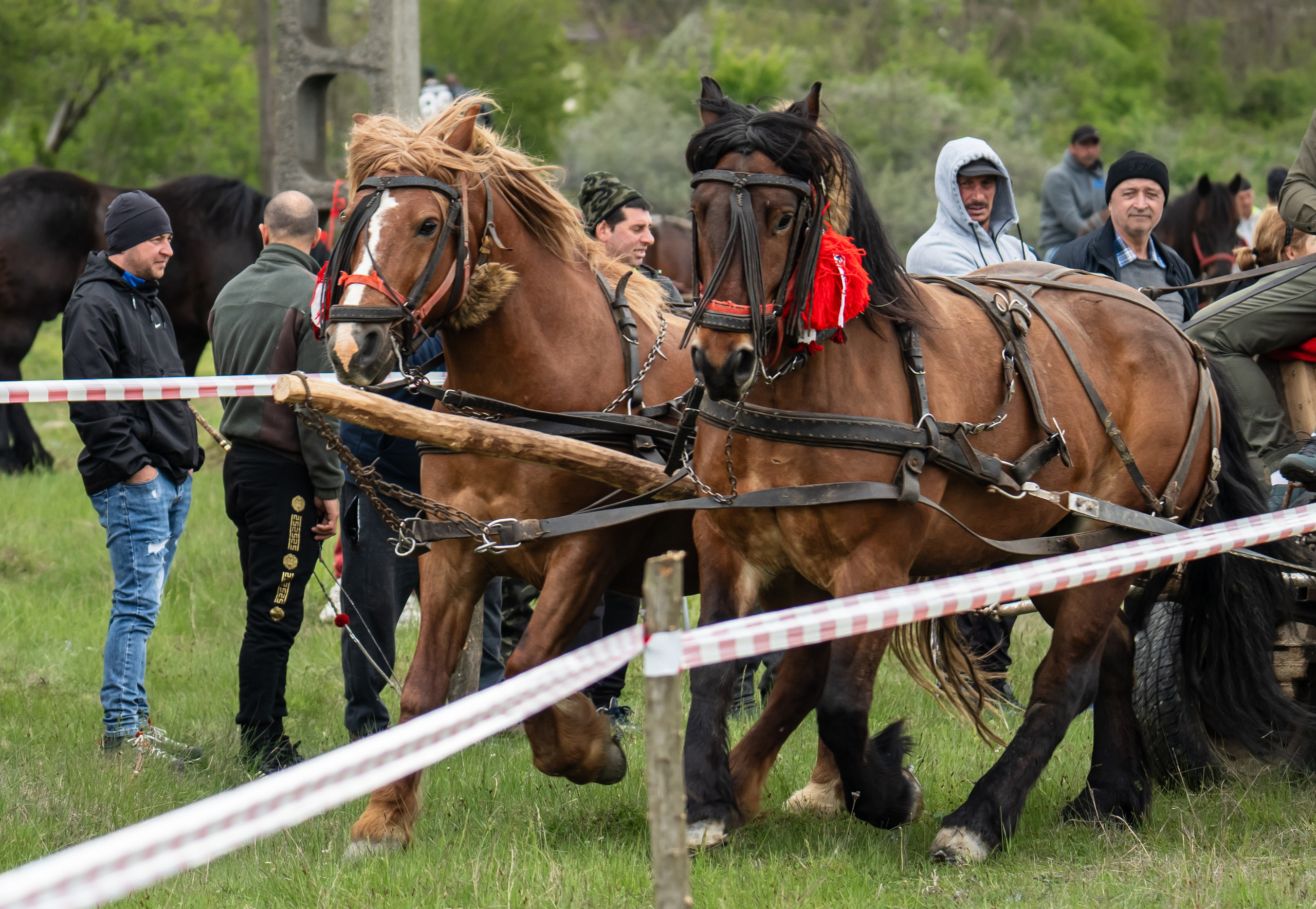 Concurs Ecvestru Vărbilău ediția a 4-a. Mihai Alexandra Events