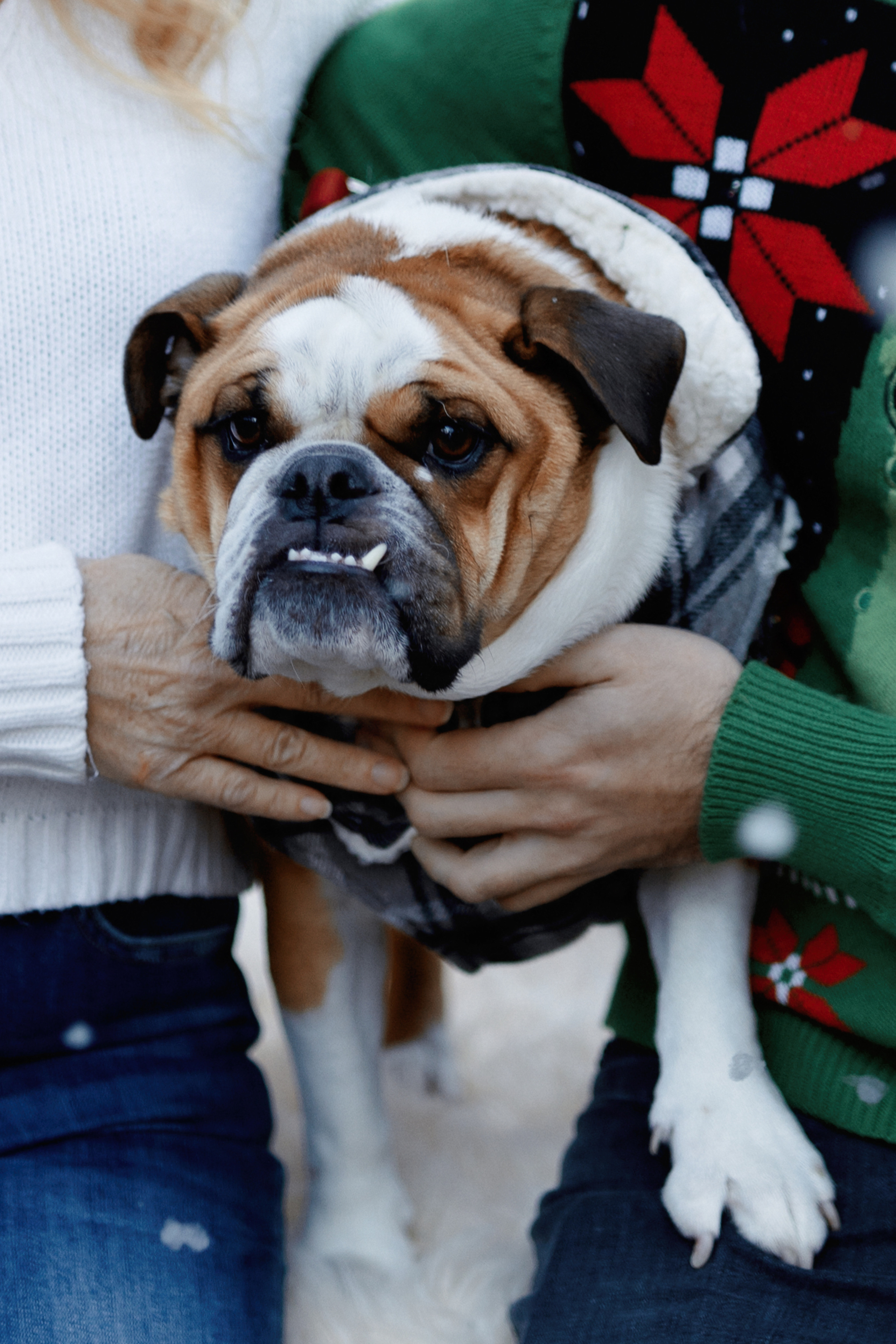 Christmas Truck. Professional photographer in NYC Kristina Bagdasaryan