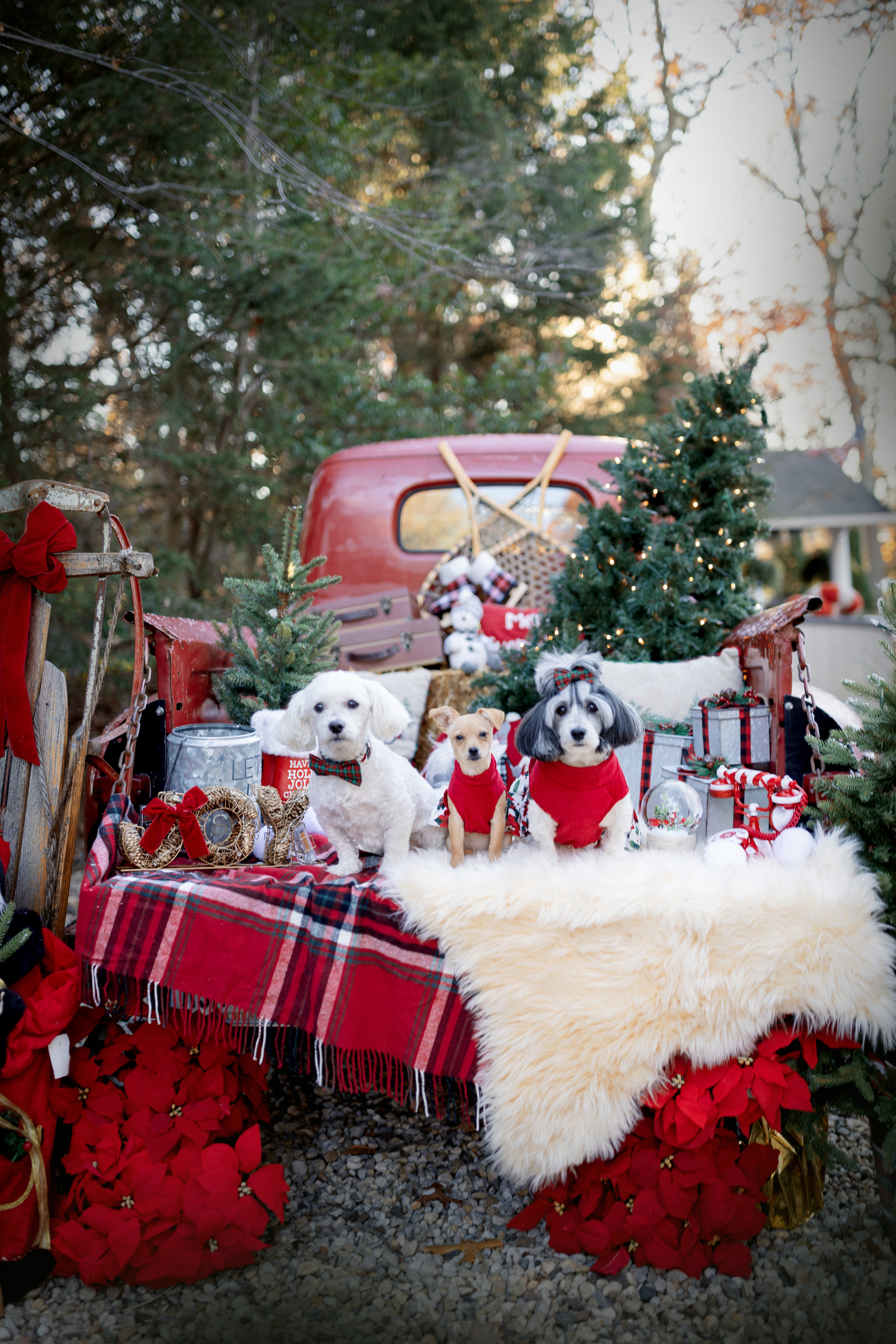 Christmas Truck. Professional photographer in NYC Kristina Bagdasaryan