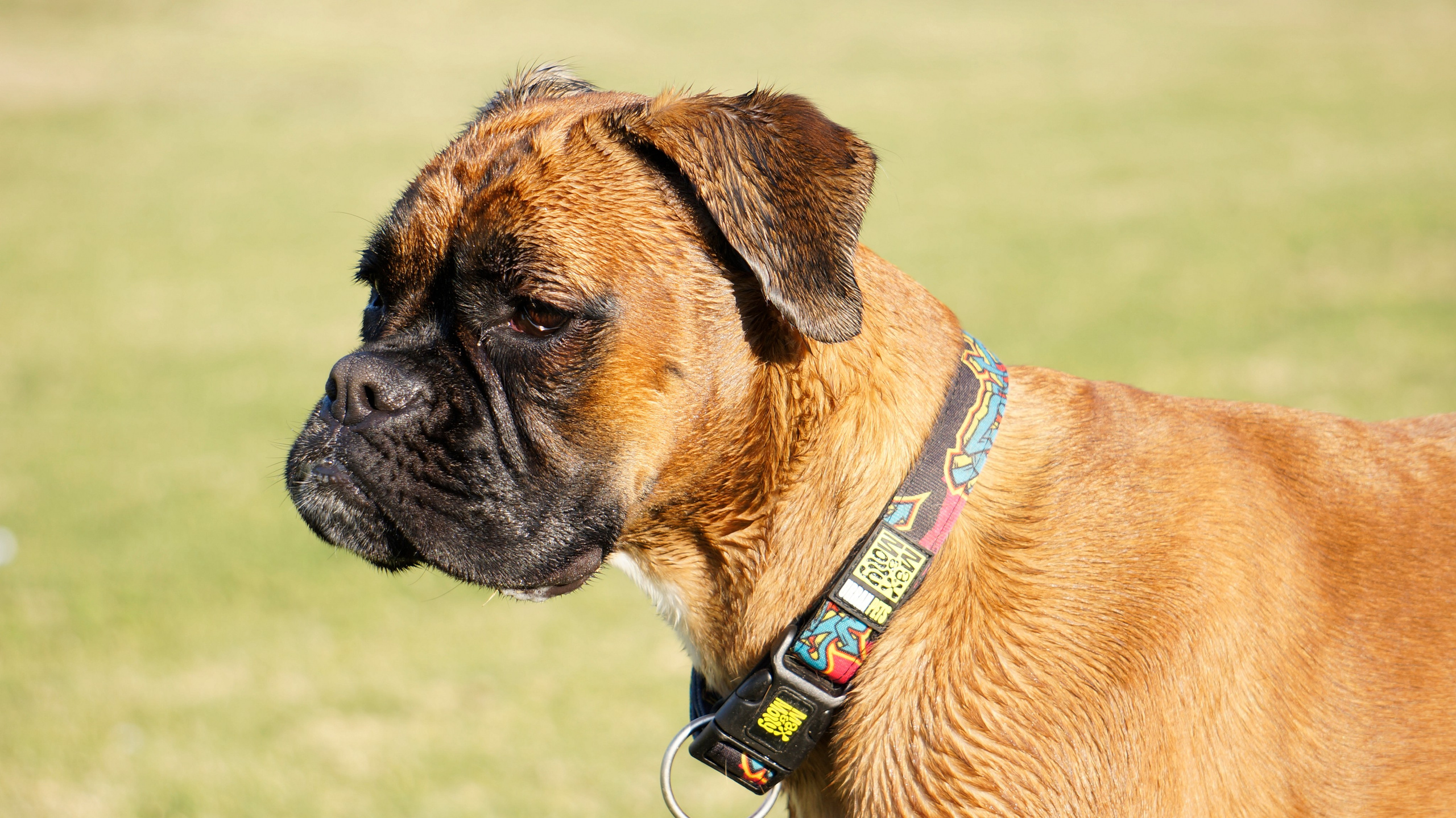 My ״Star״ Boxer Dog