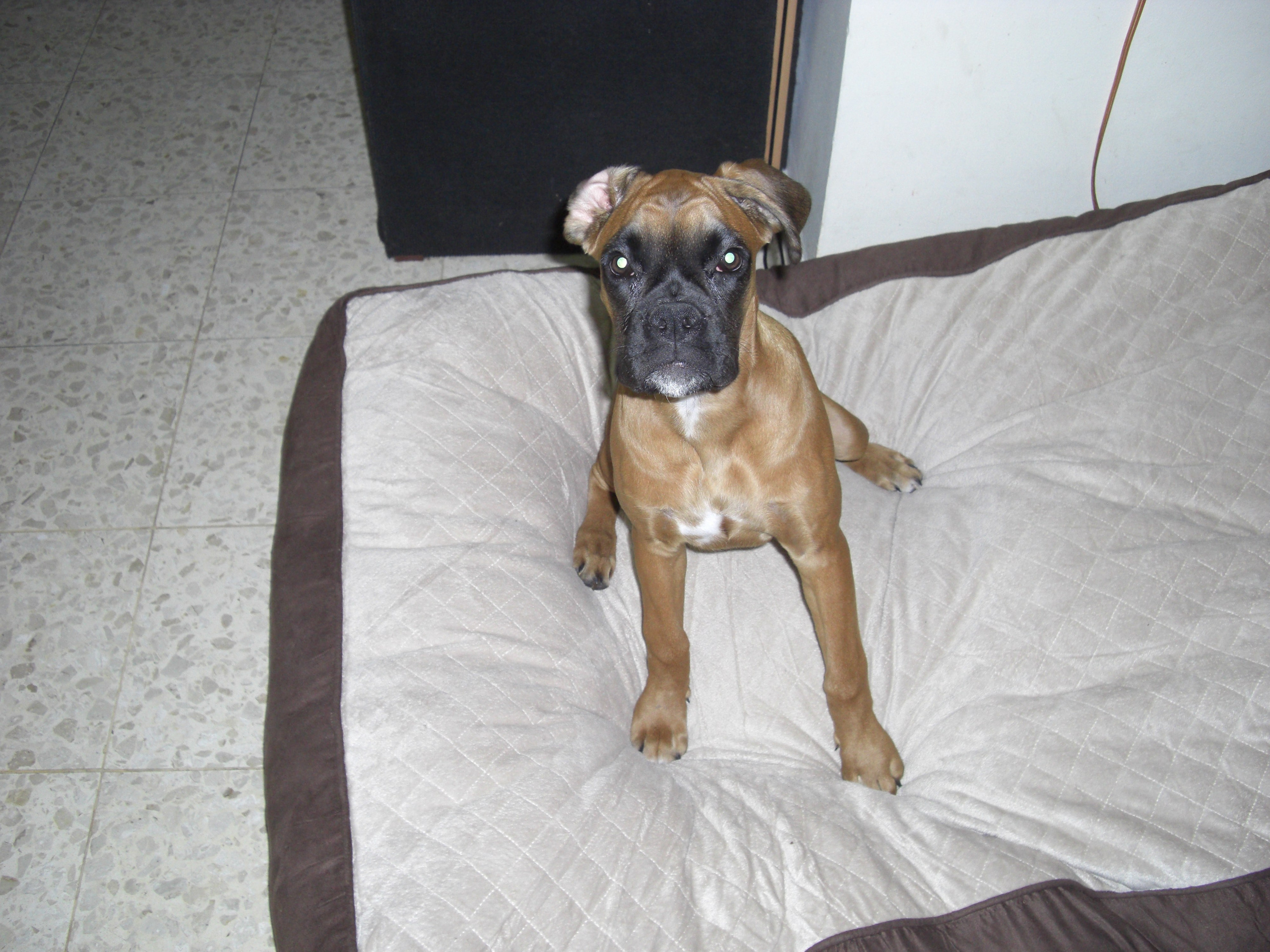 My ״Star״ Boxer Dog