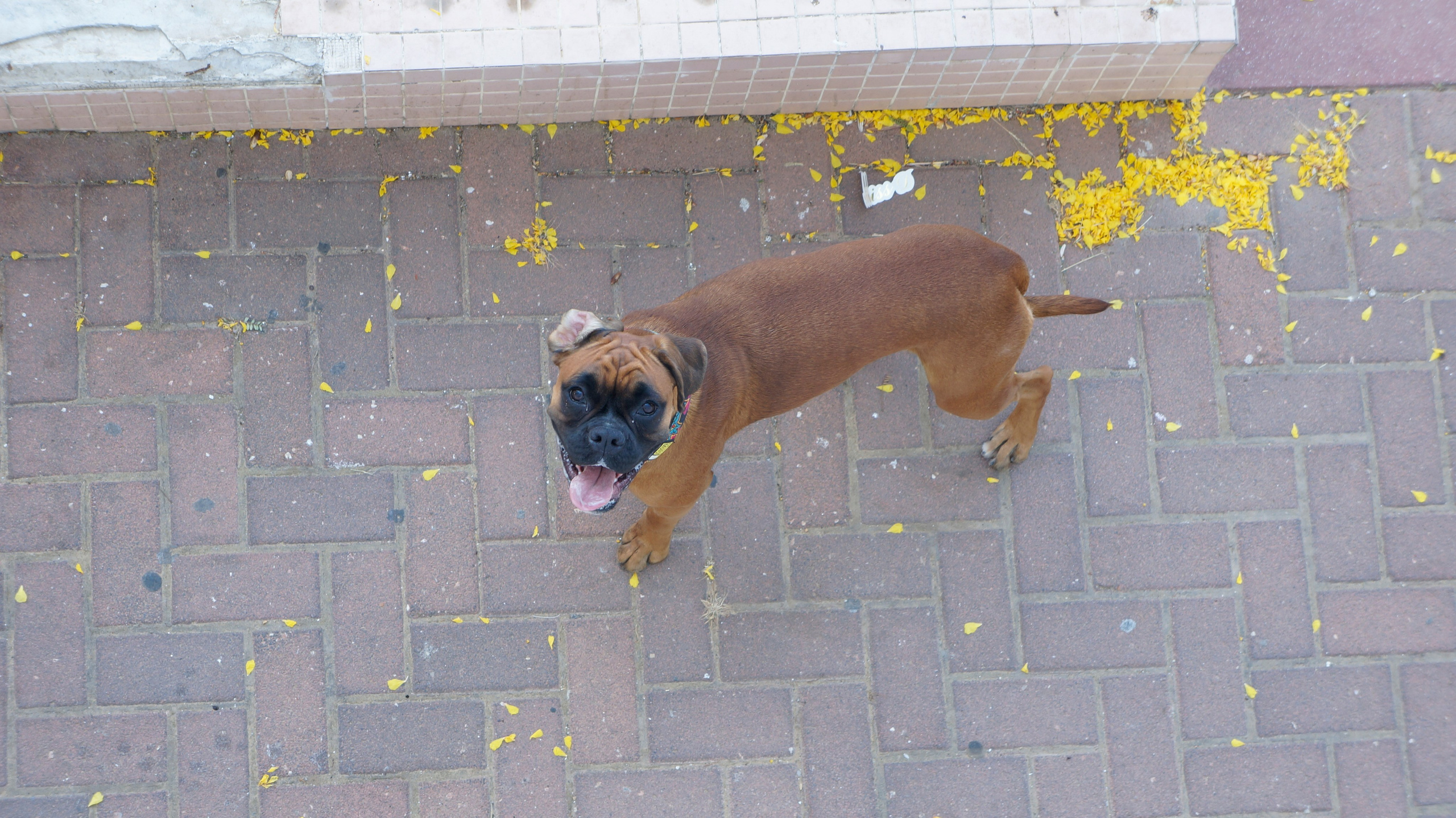 My ״Star״ Boxer Dog