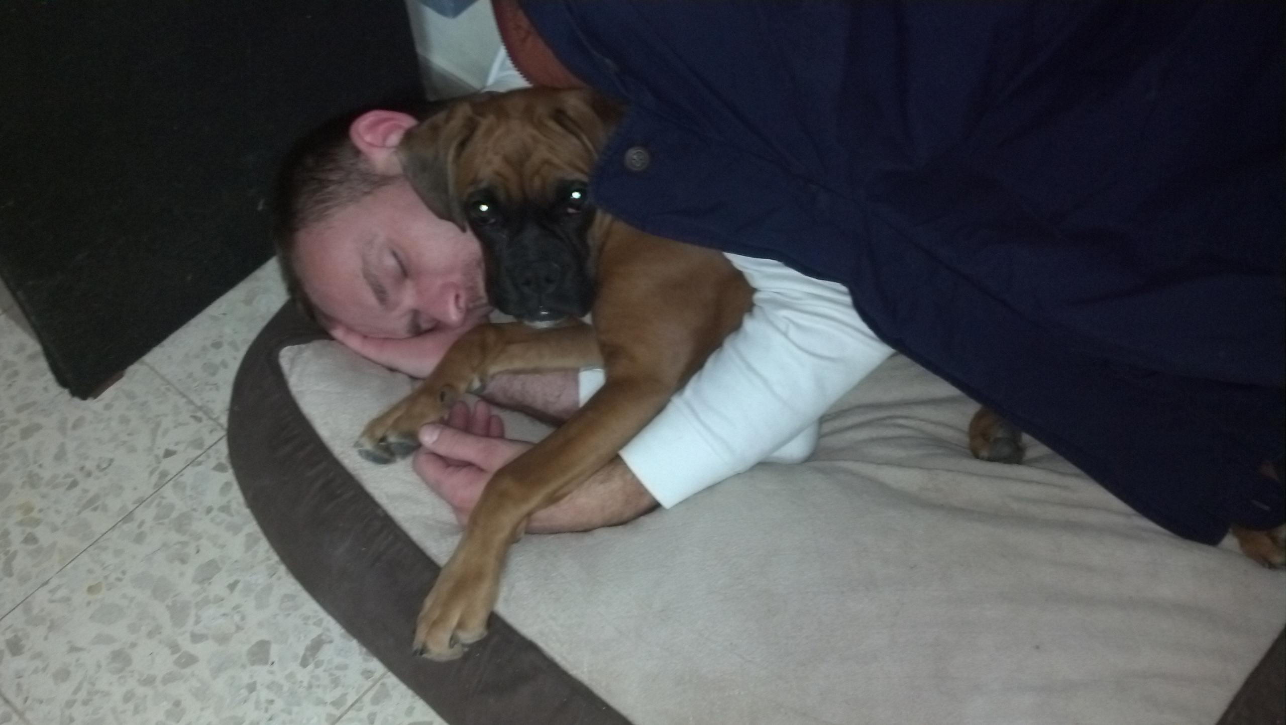 My ״Star״ Boxer Dog