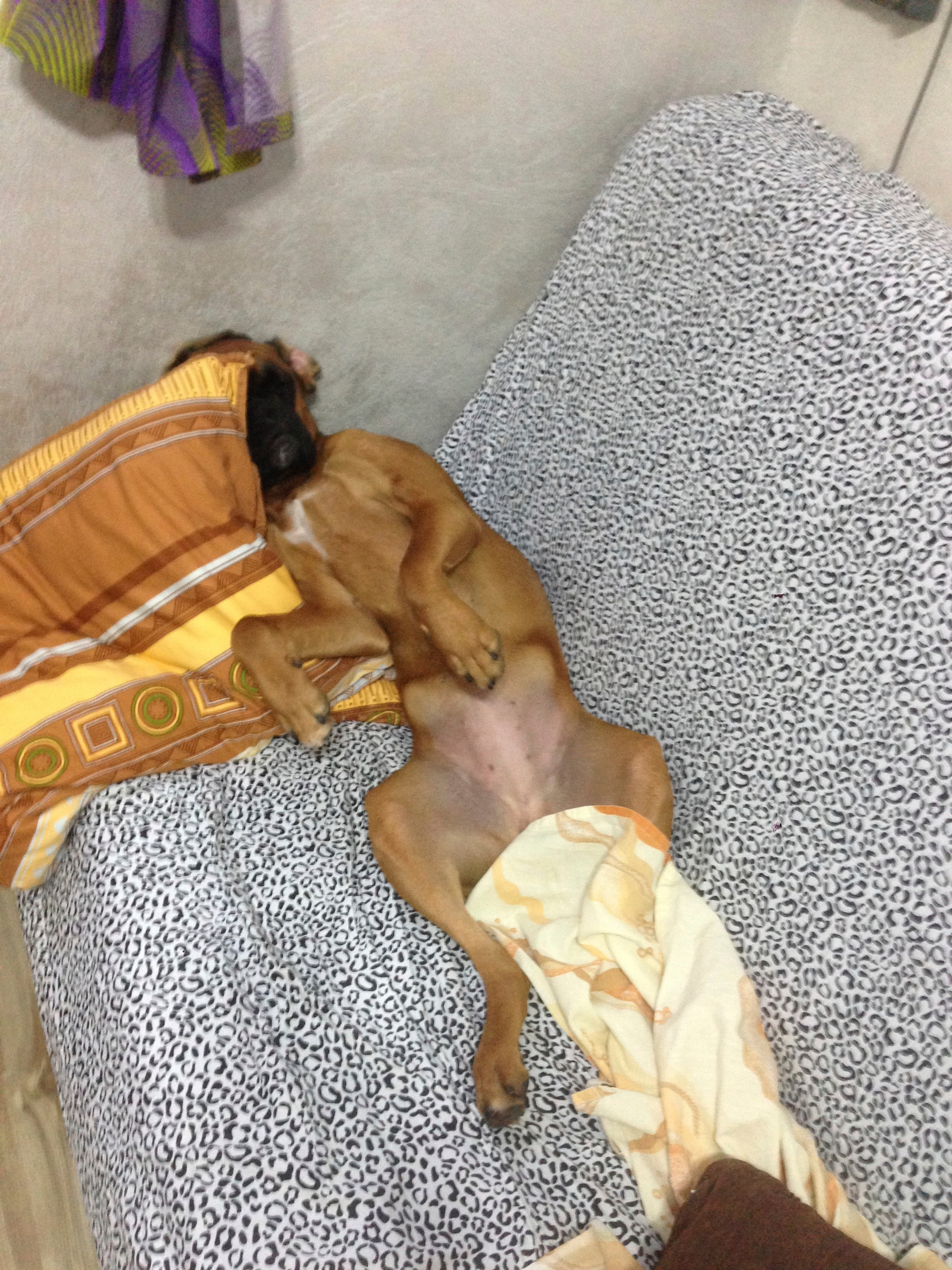 My ״Star״ Boxer Dog