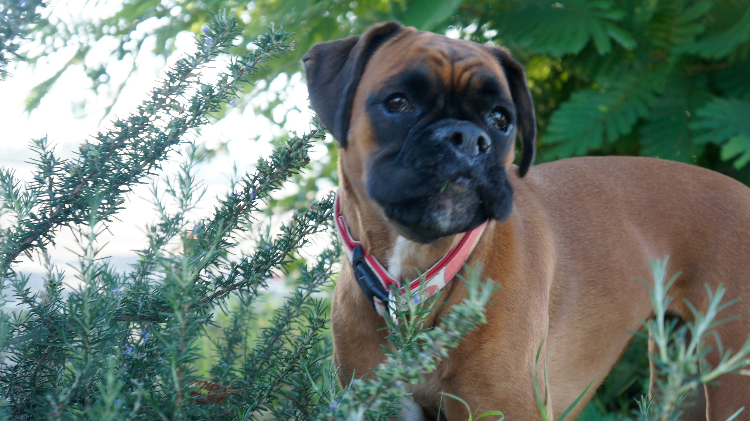 My ״Star״ Boxer Dog