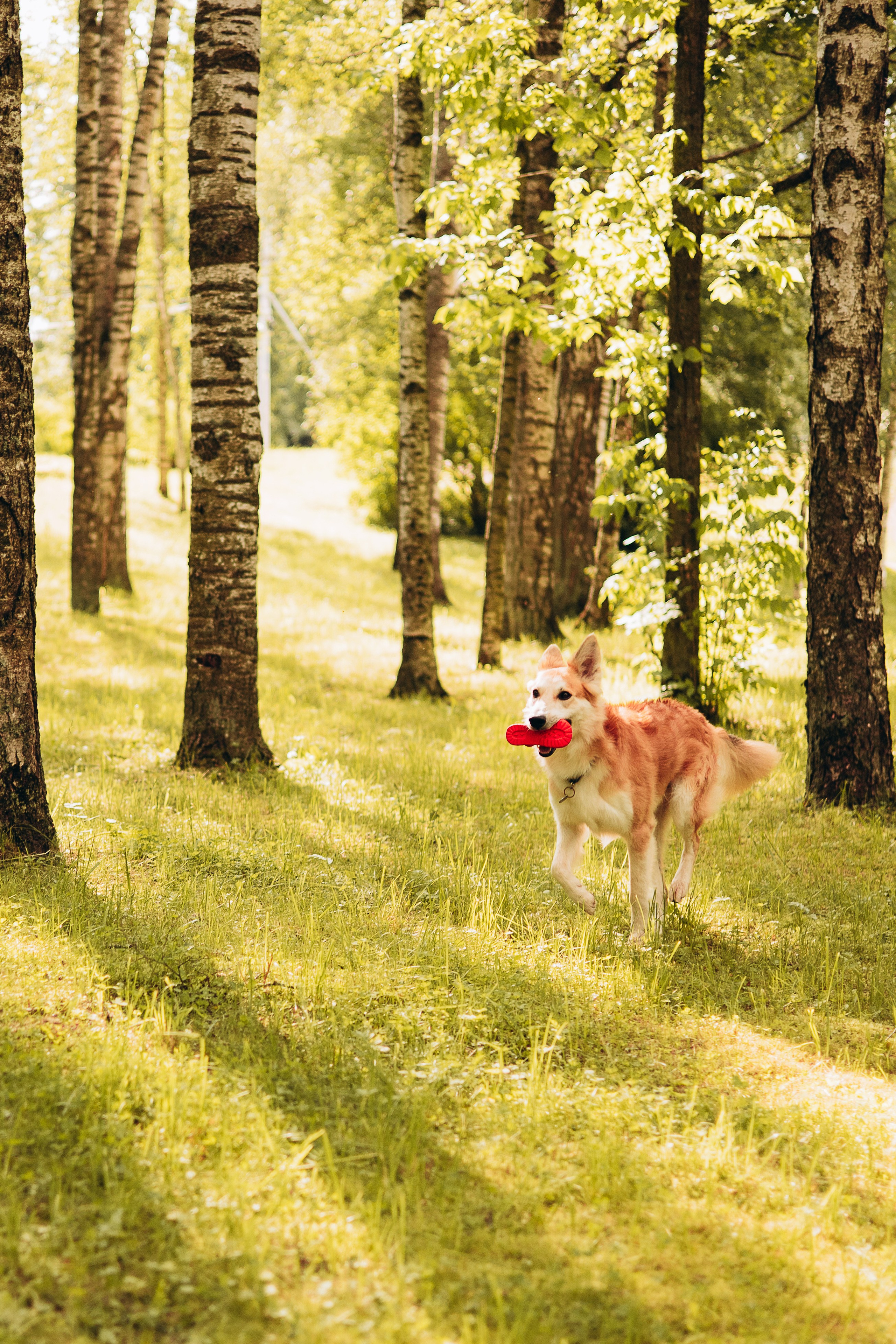 Максим, Наталья и Тим. Фотограф-анималист | Белград
