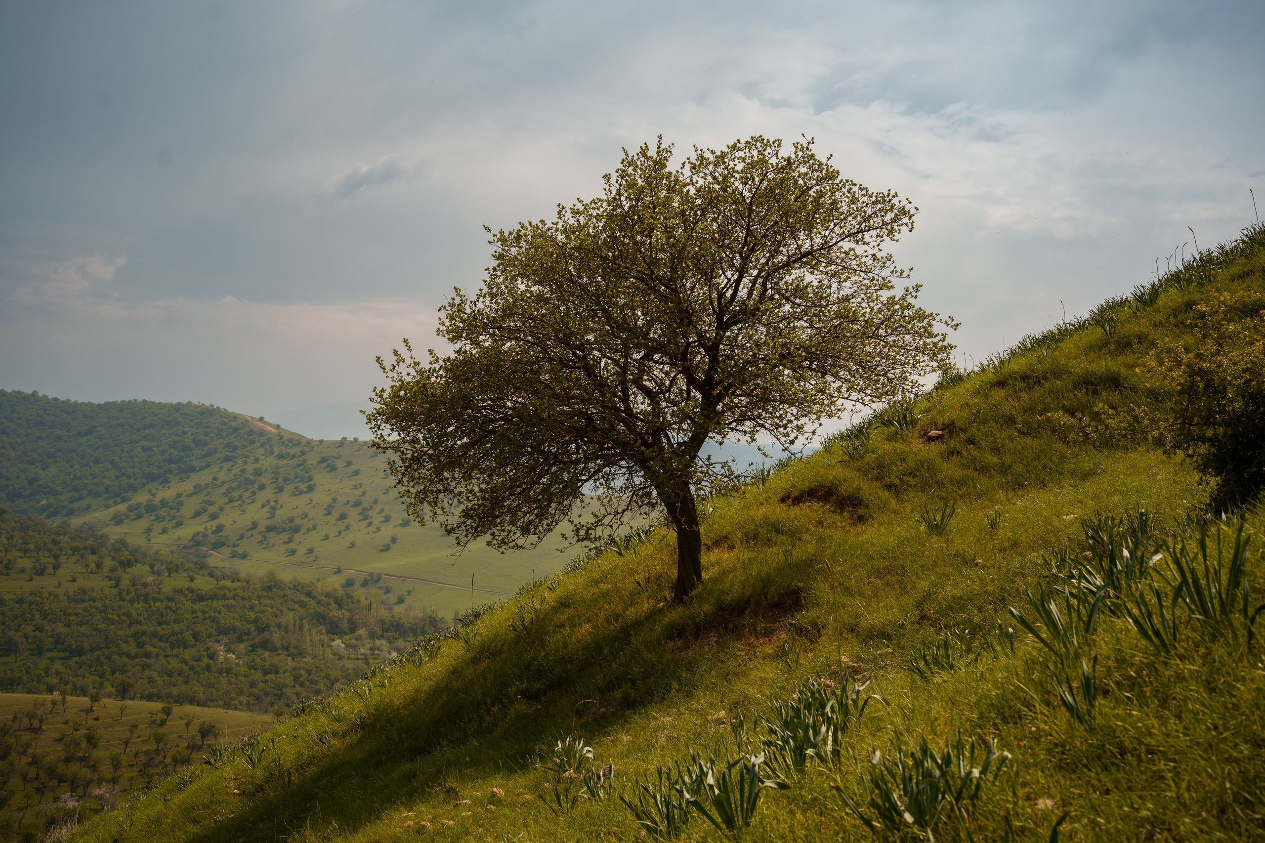 SIGMA 50 mm F1.2 DG DN Art. Фотограф Григорий Кравец