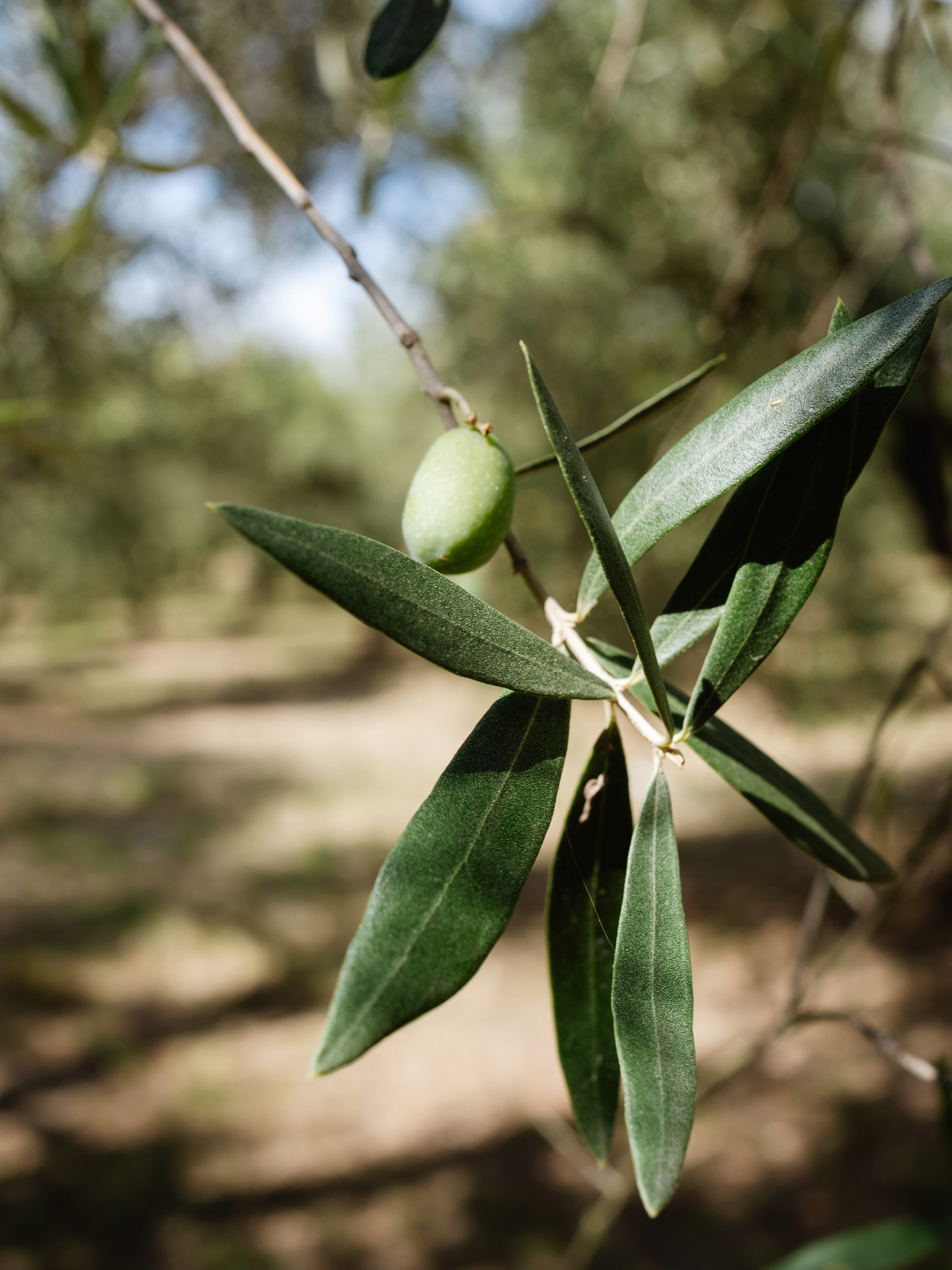 Noemi & Luca. Weddings, sports and events photographer in Senigallia