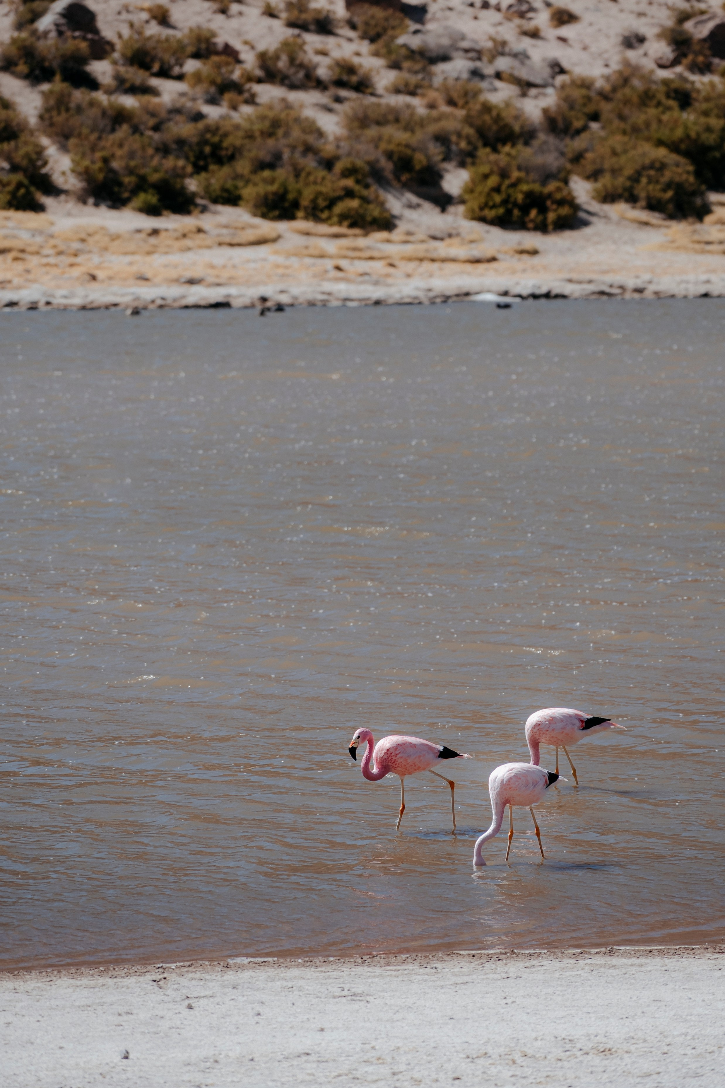 Geyser El Tatio (cobertura en tour privado). Principal