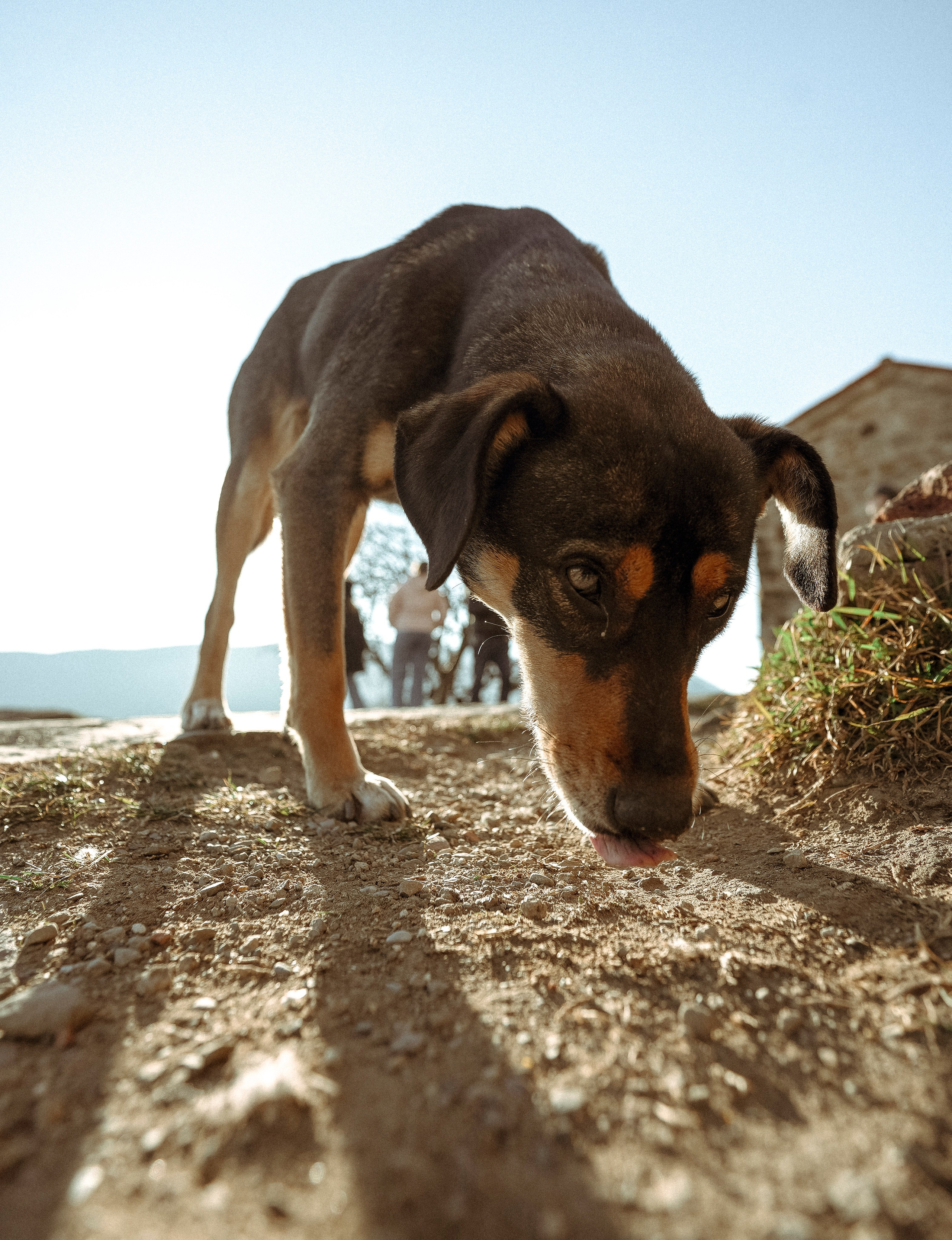 ТБИЛИСИ 2023-2024. Стрит-фотография, полная абсурда, идиотизма и красоты