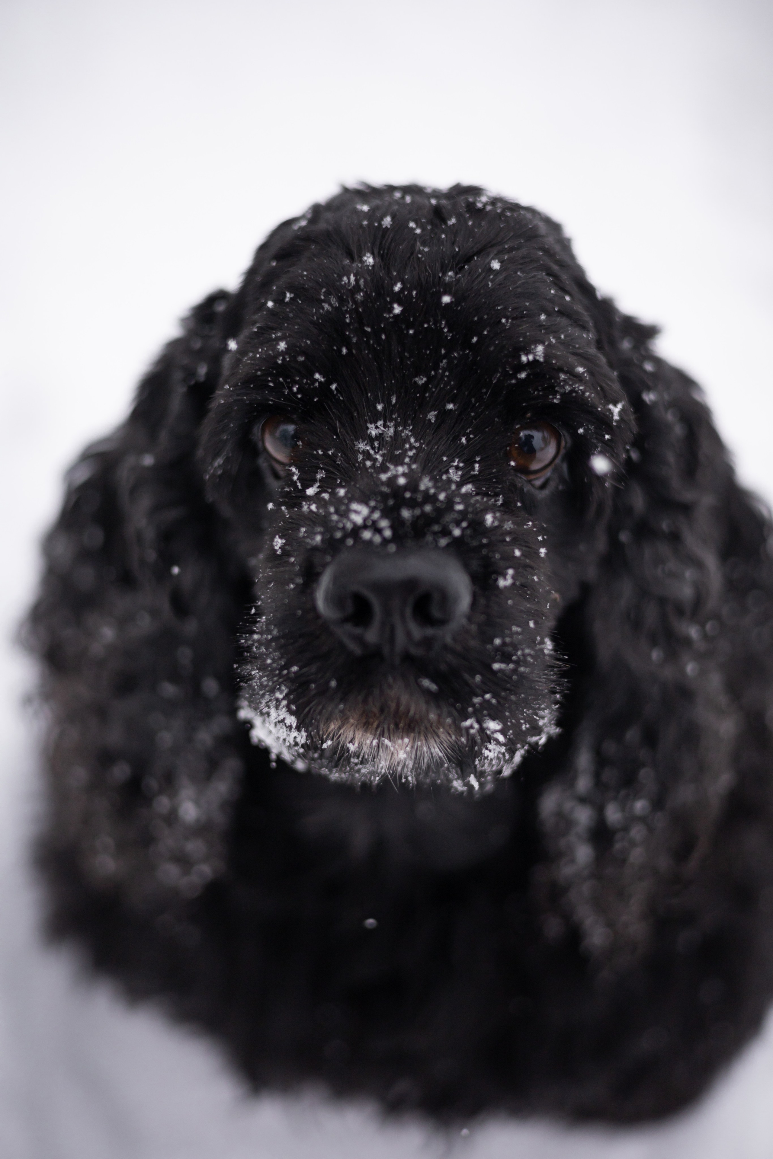 Кейт и Ен. Фотограф-анималист | Белград