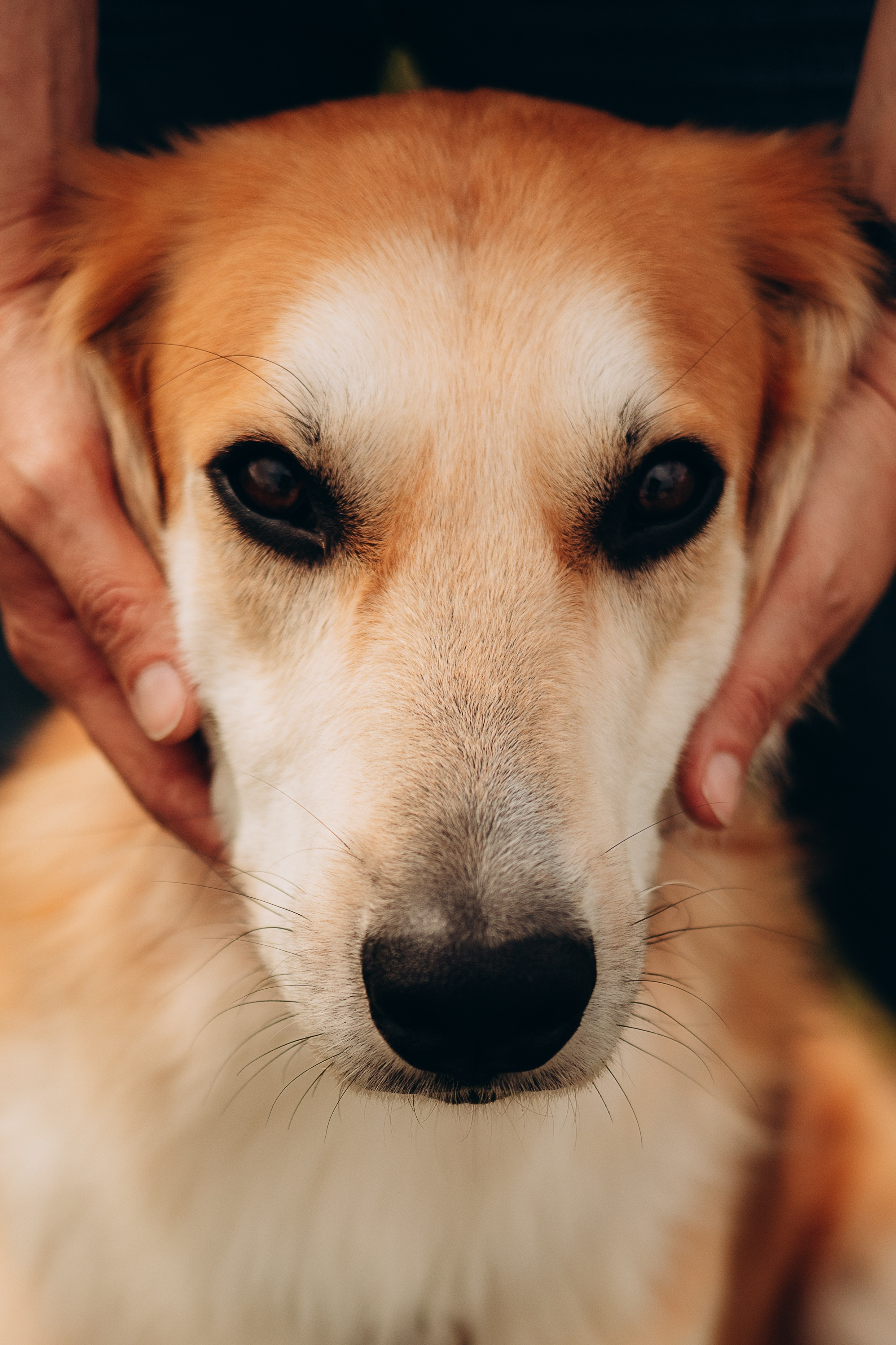 Максим, Наталья и Тим. Фотограф-анималист | Белград