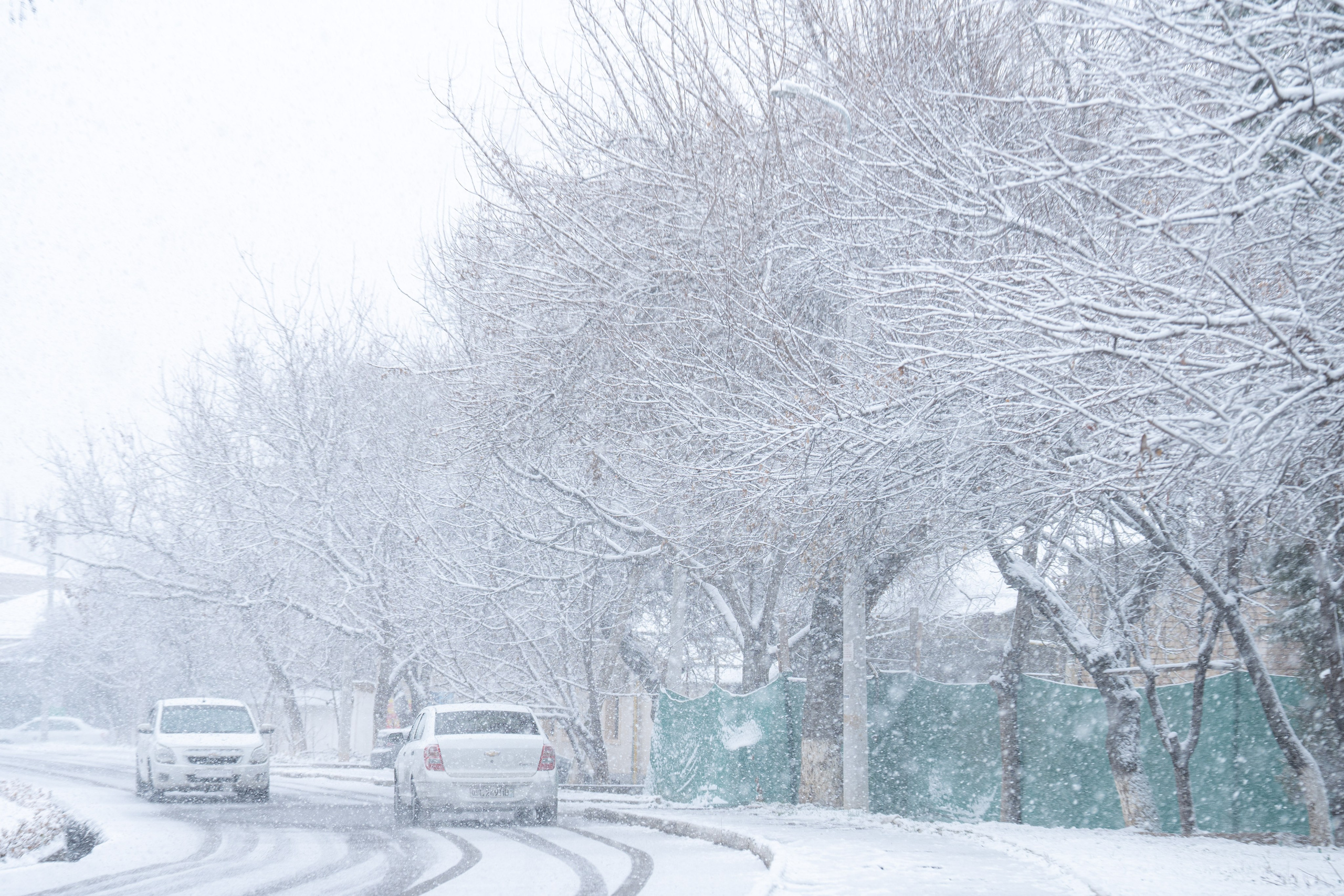 Первый снег в 2024 году. Георгий Намазов | Фотограф в Ташкенте