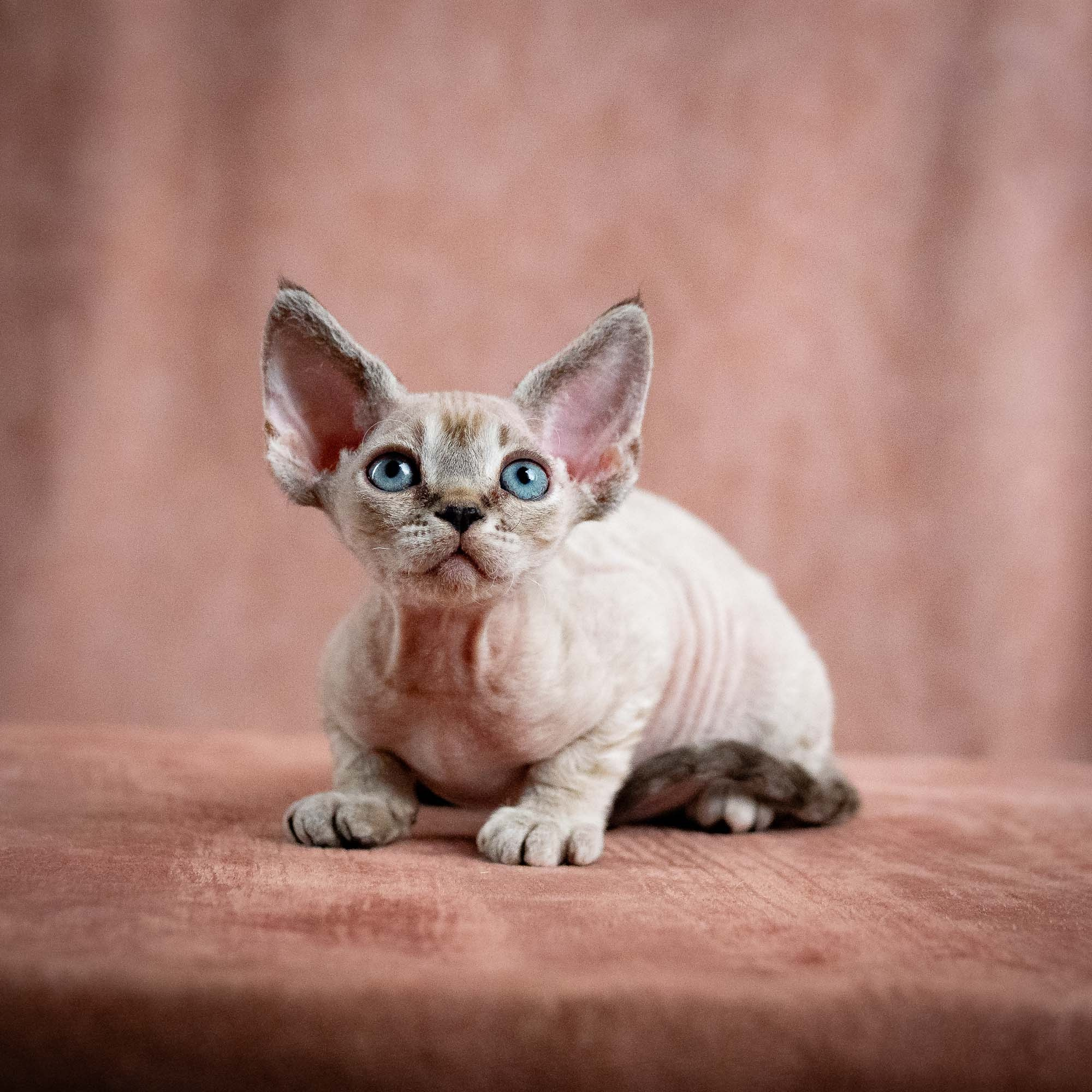 Nellie, girl, born 01.17.26. Devon Rex Pixie Cattery