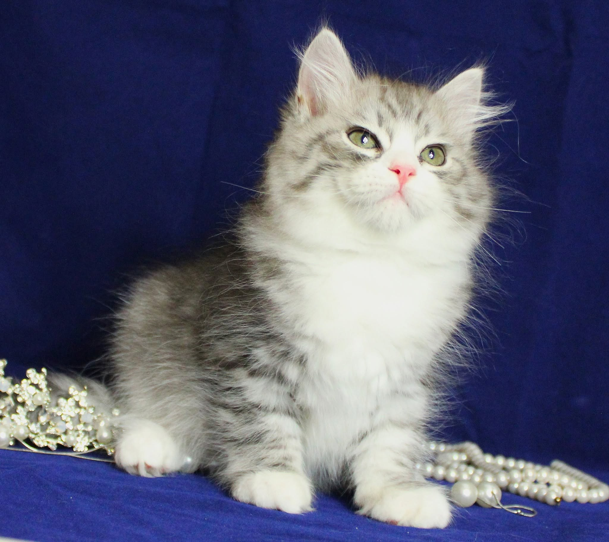 Katzen | Females. SIBERIALIS: Katzenzucht von Sibirischen und Neva Masquarade Katzen