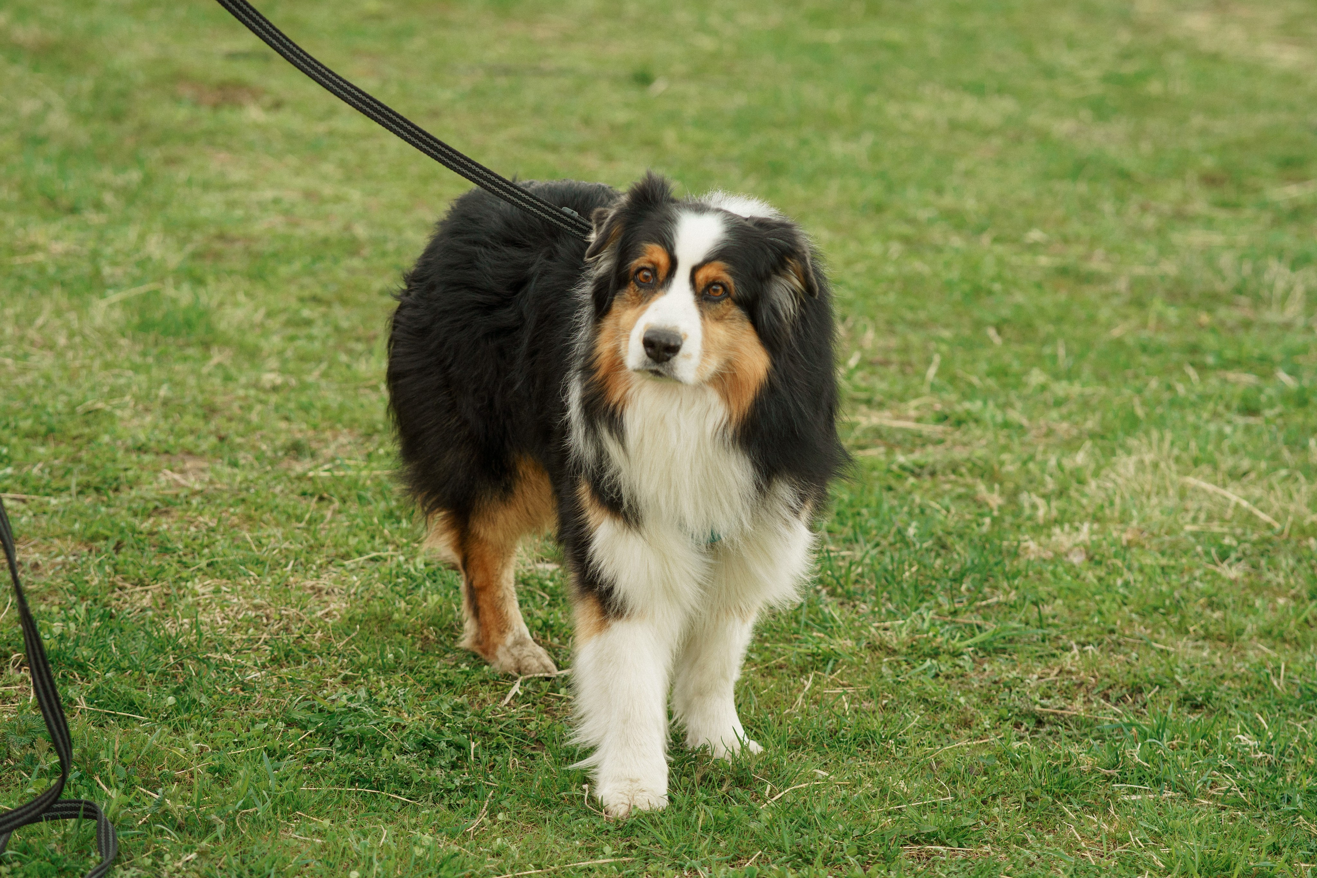 Herding Days, 26 apr. 2025. Kat Laisaar — Pet photographer in Tallinn