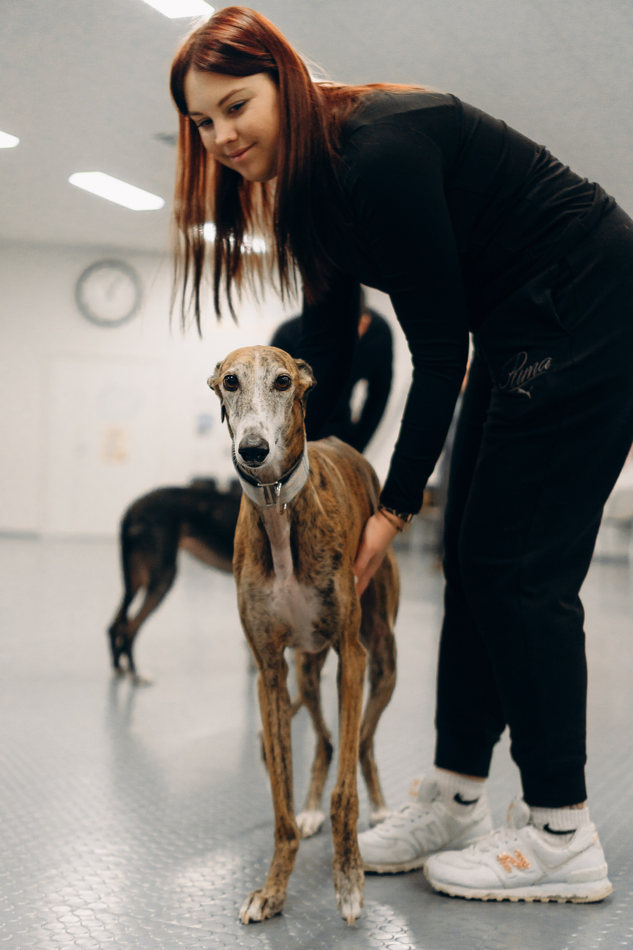 GalgoTreff / PetCity Rannamõisa, 13 apr. 2025. Kat Laisaar — Pet photographer in Tallinn