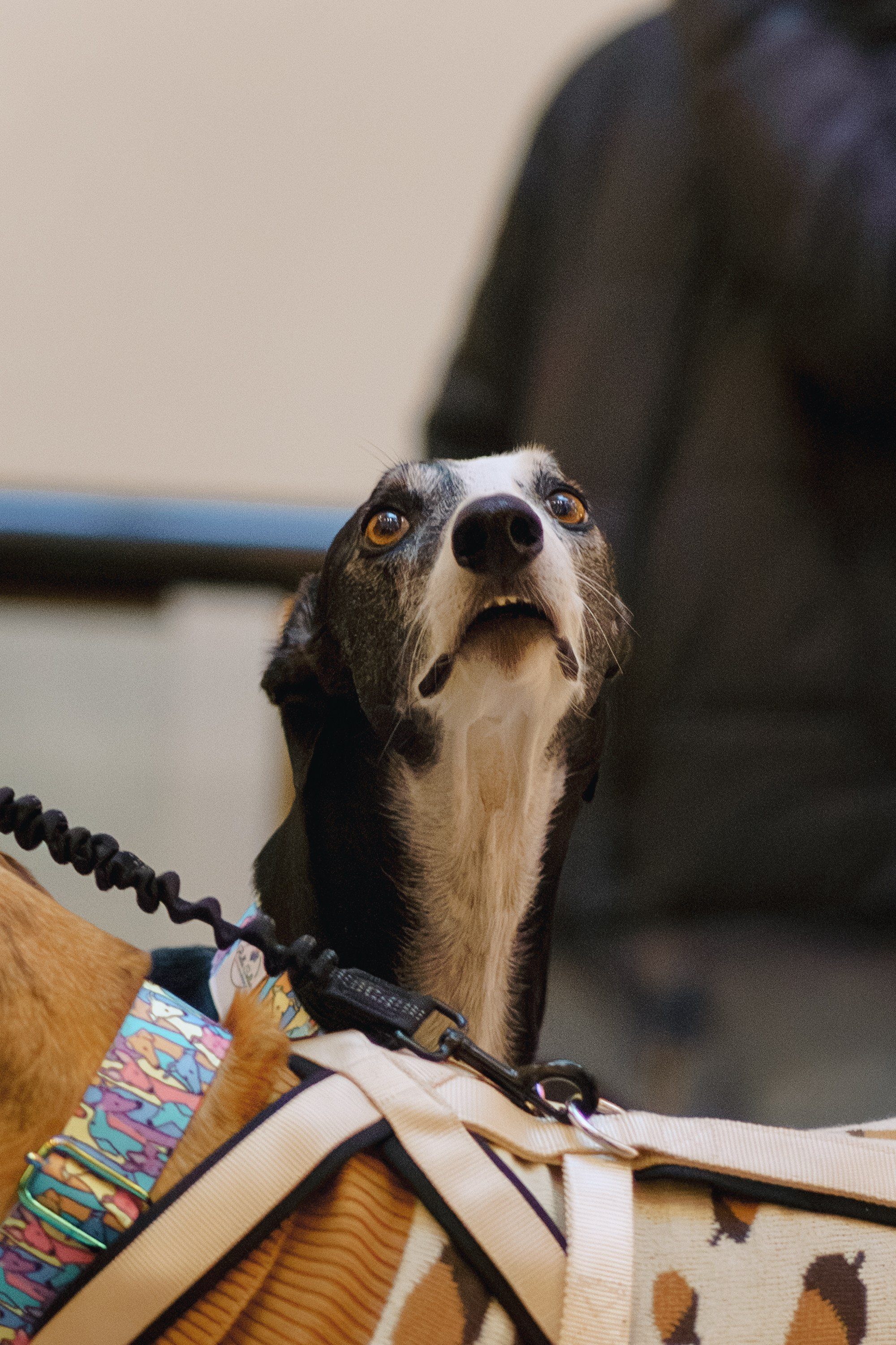 GalgoTreff / Solaris keskus 16 november. Kat Laisaar — Pet photographer in Tallinn