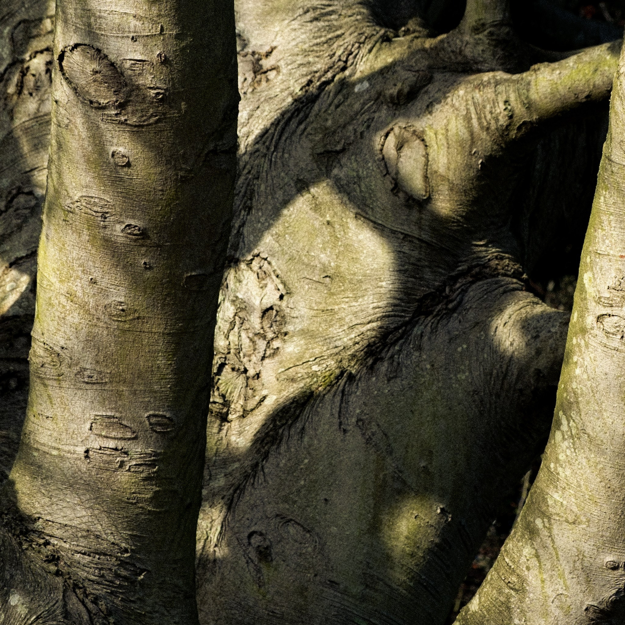 Back Home play (Scene + Heard Festival 2026). Alforlove.com