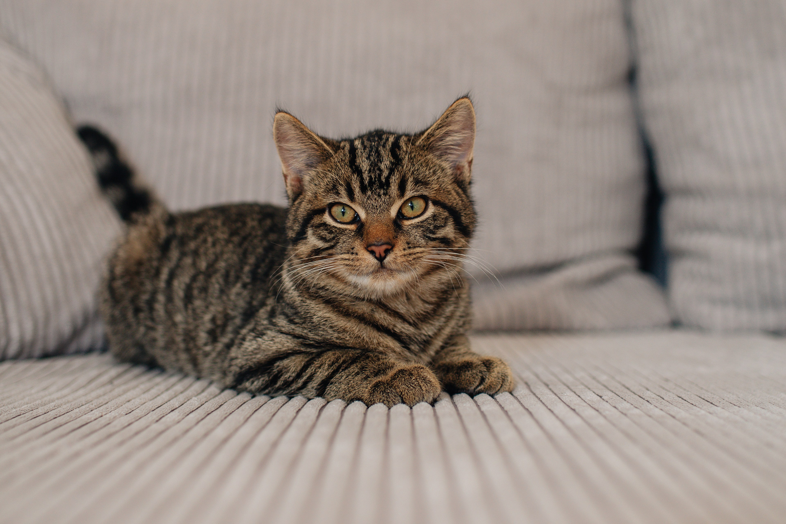 "Ein Kätzchen auf dem Sofa"