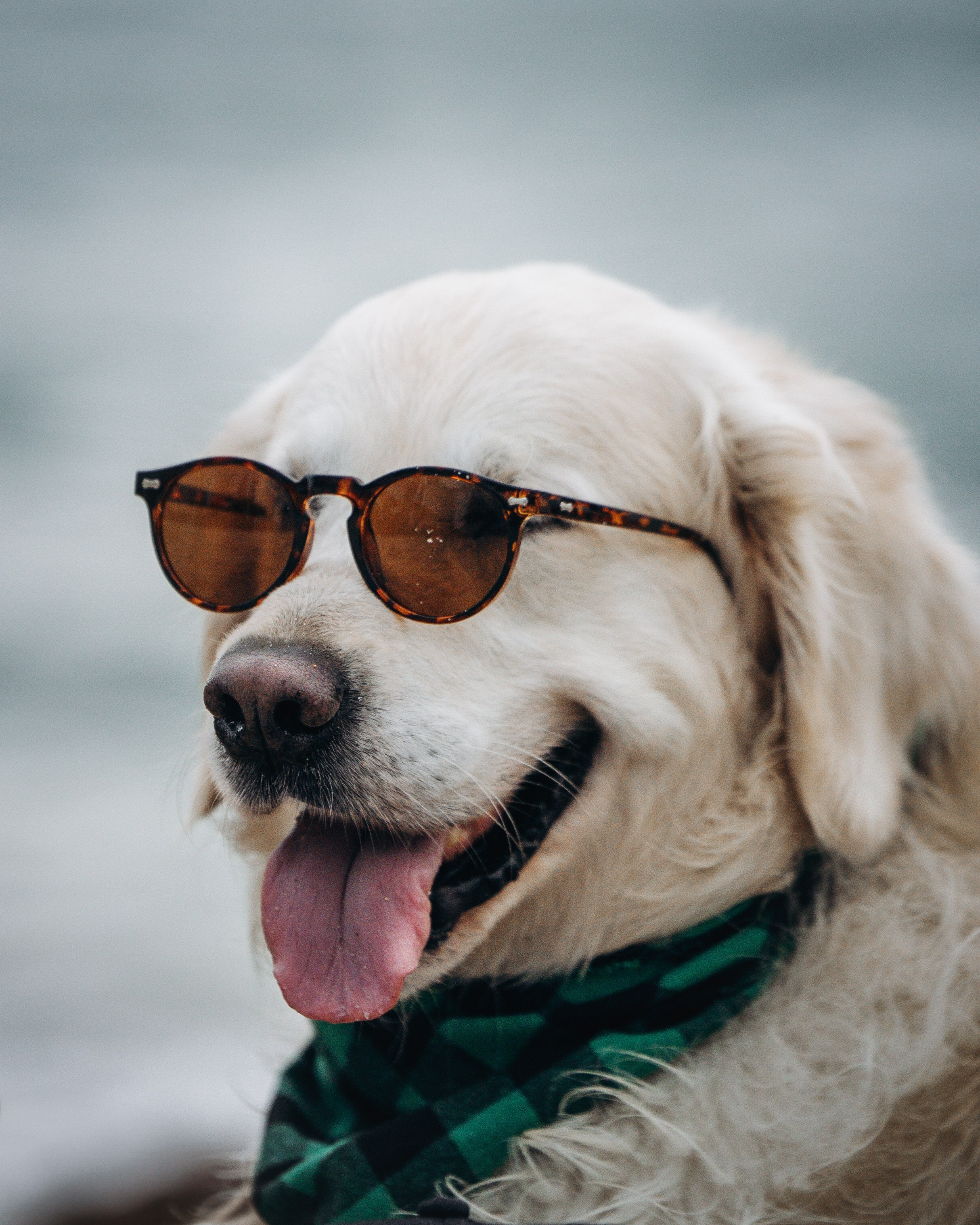 Robby & Asya. Pet Photographer Viktoriya Aleshenko