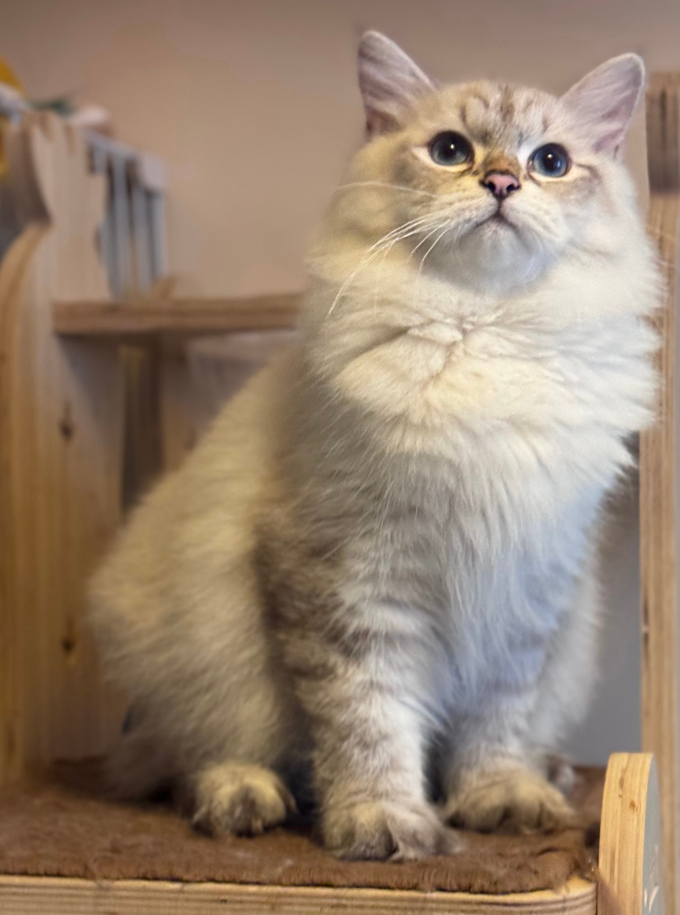 LEMON GREEN SIBERIANS AIUSHA