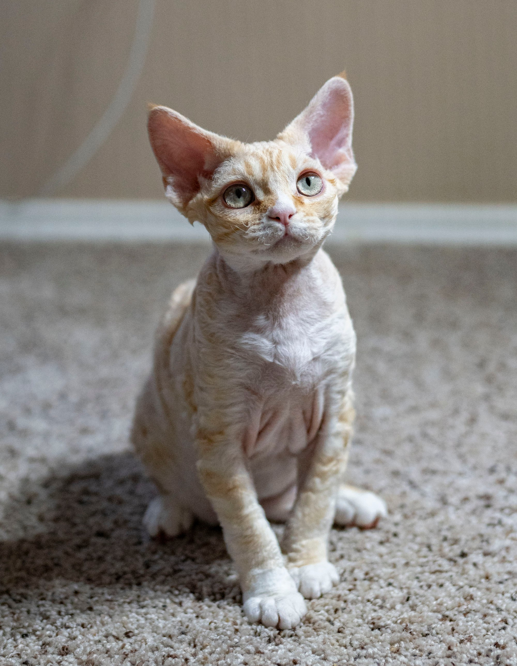 Choux. Devon Rex Pixie Cattery