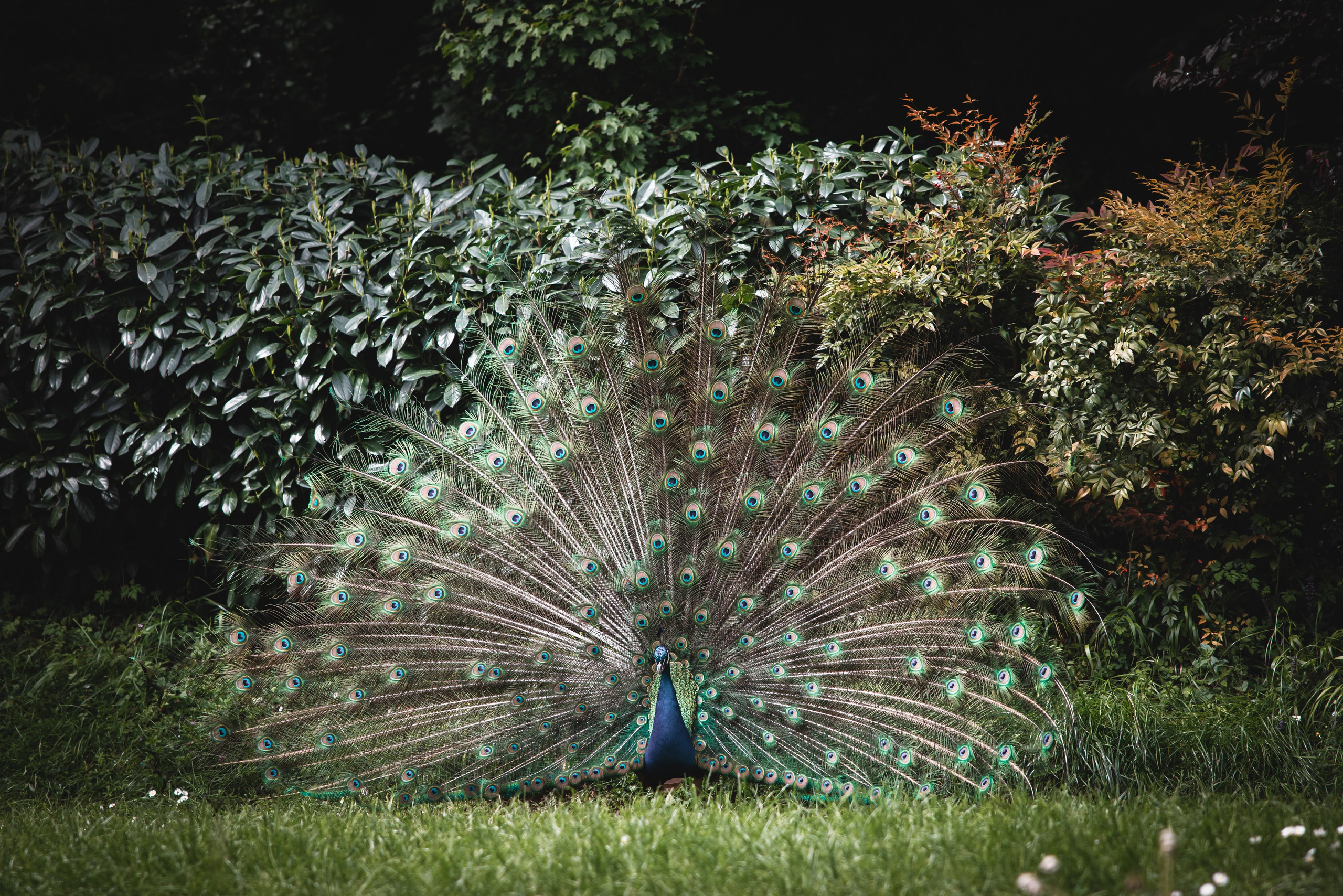 Tuscany Wedding Villa La Commenda Concordia. Professional wedding photographer in Copenhagen, Denmark — Julia Byron