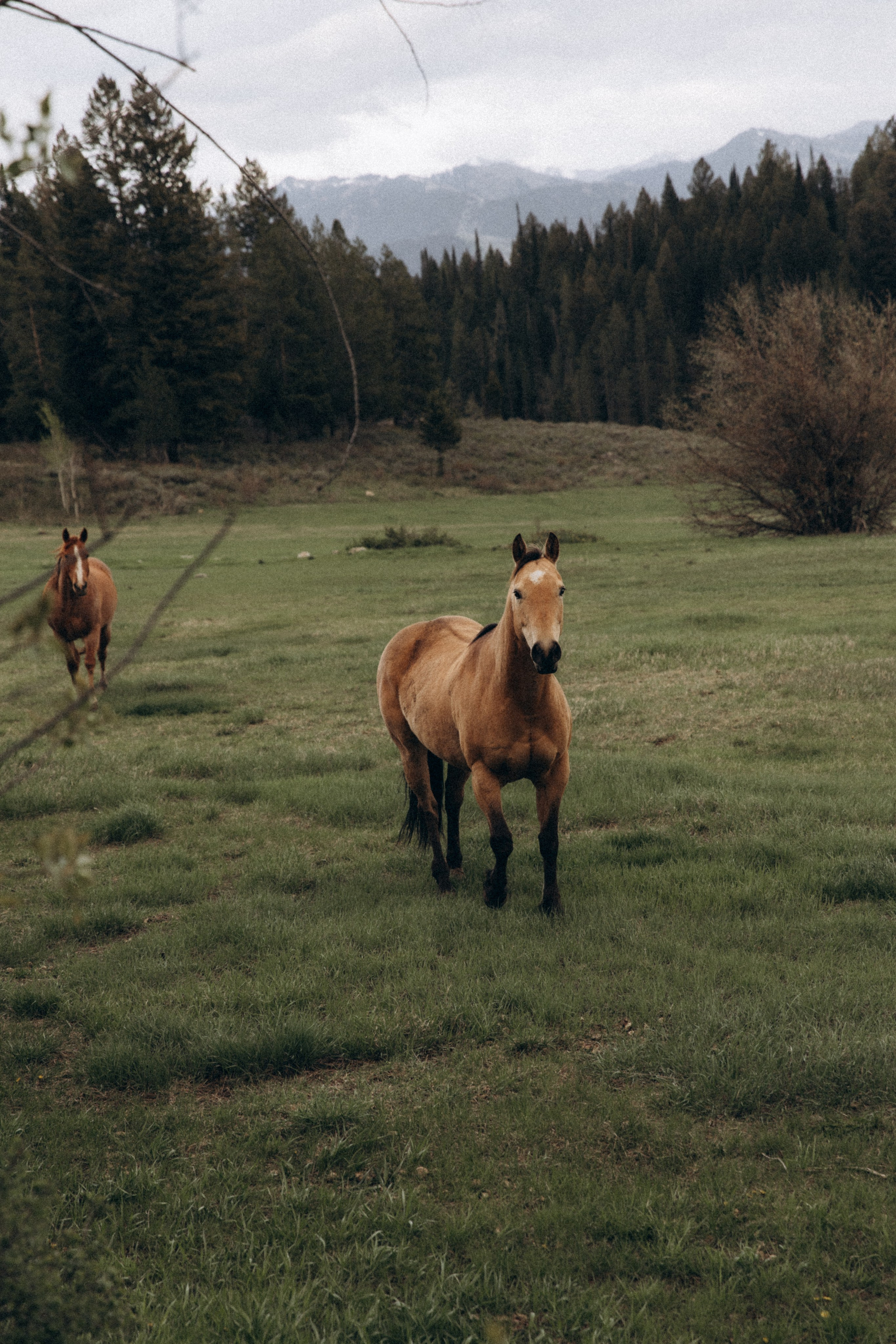 Siena & Aaron | Elopement in Wyoming