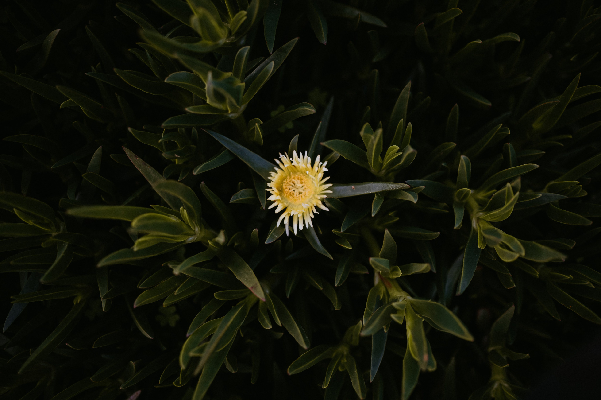 Praia da Ursa – ședință foto de cuplu într-un loc magic din Portugalia. Valentin Melen — wedding photographer