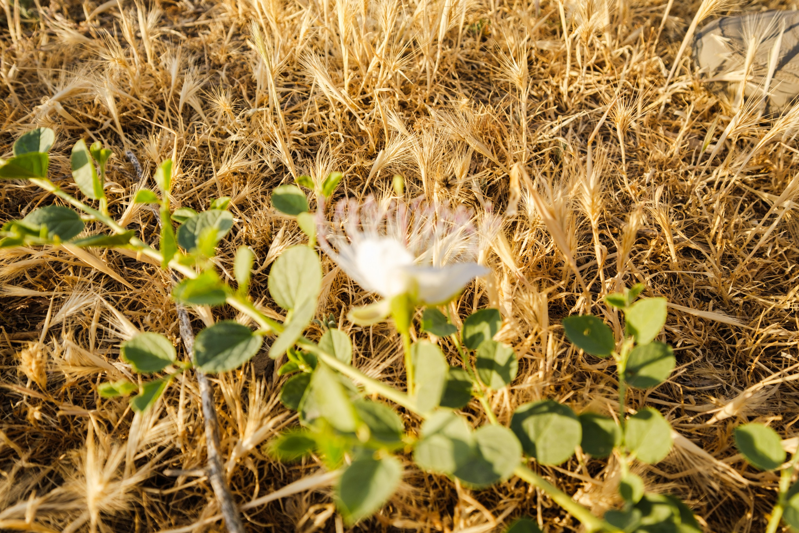 SIGMA 10-18mm DC DN (X-mount). Фотограф Григорий Кравец