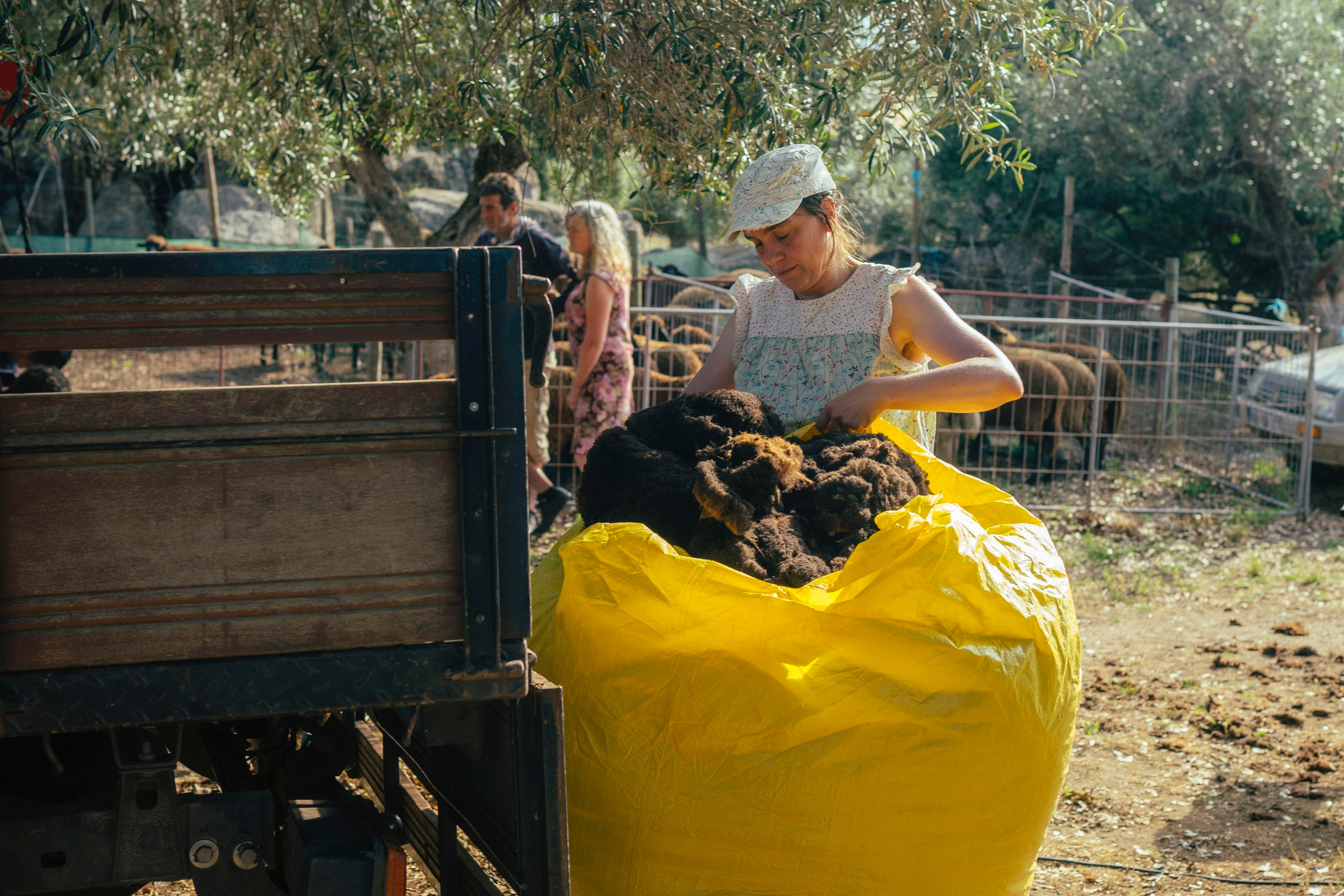 Sheep Shearing in Marvão. Maria Sher. Fotógrafa profissional do Porto, Portugal