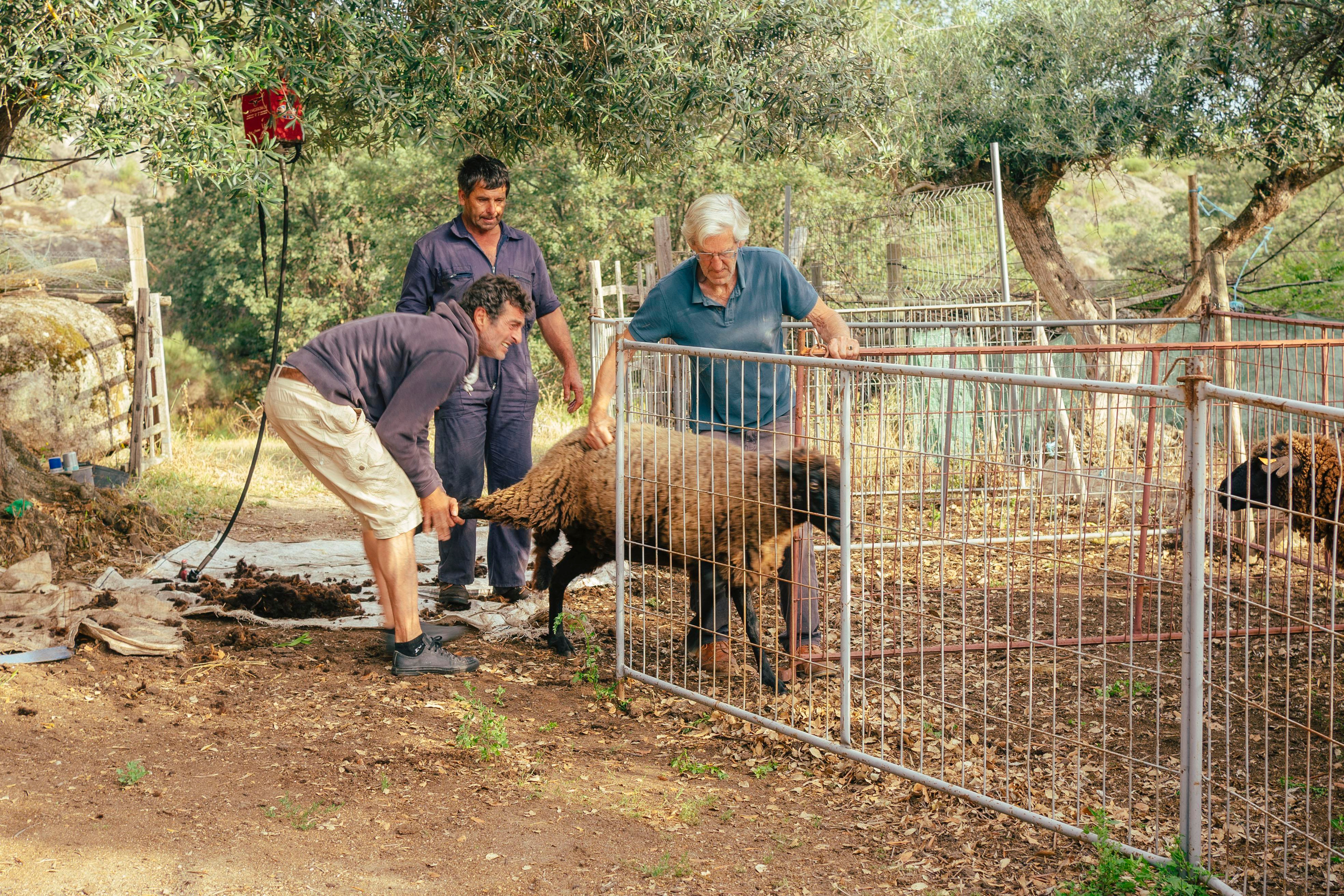 Sheep Shearing in Marvão. Maria Sher. Fotógrafa profissional do Porto, Portugal