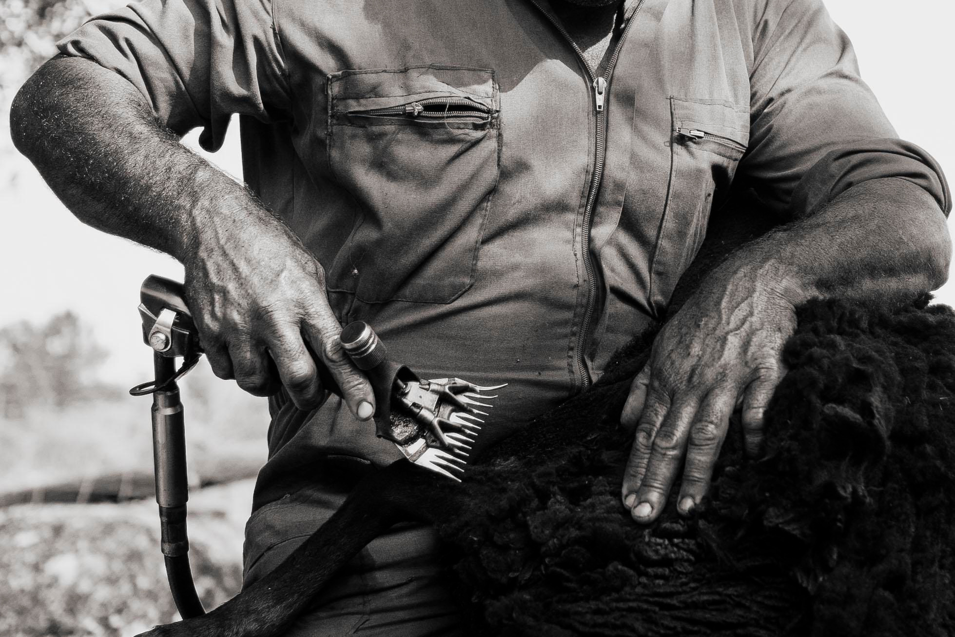 Sheep Shearing in Marvão. Maria Sher. Fotógrafa profissional do Porto, Portugal
